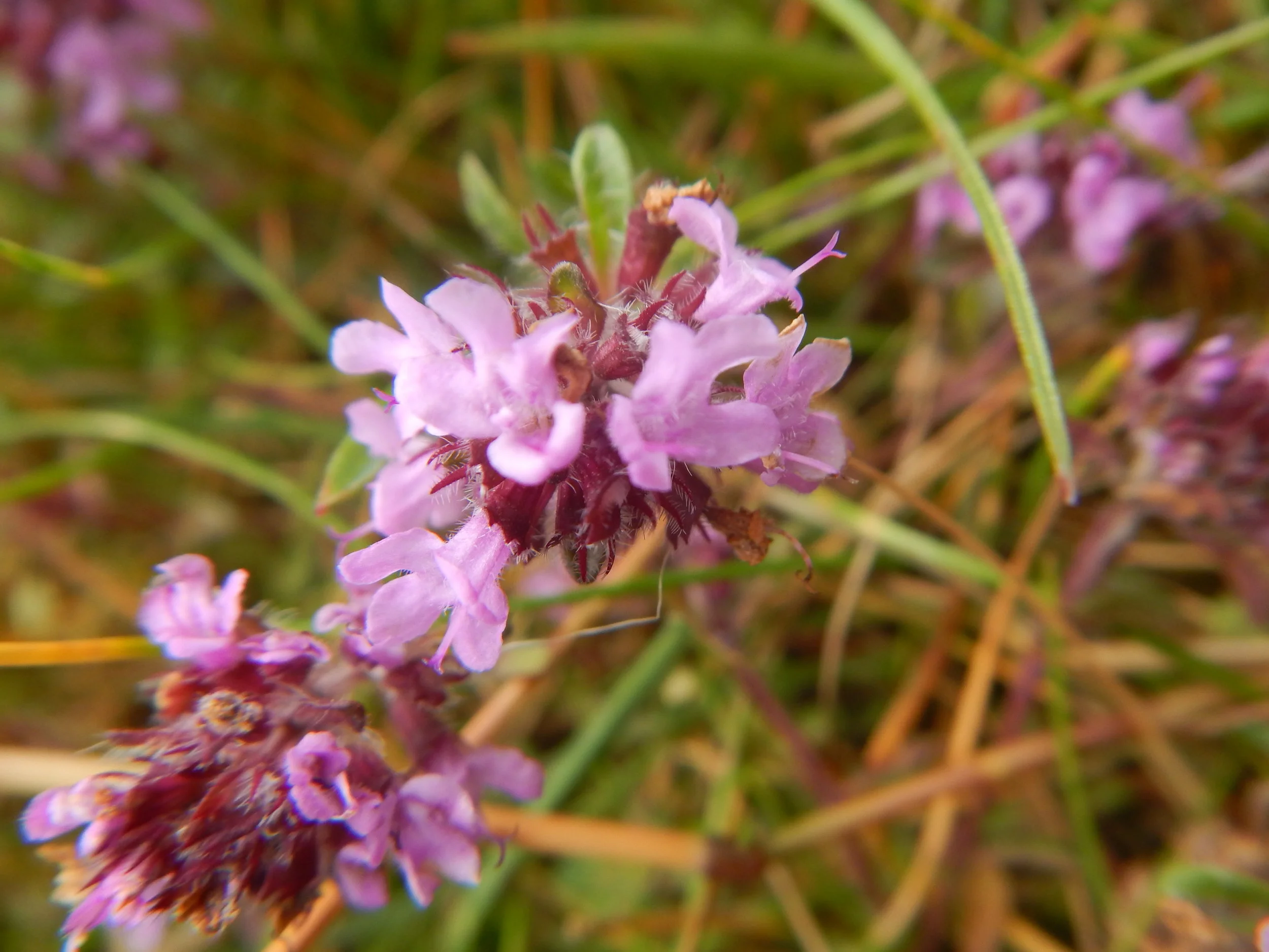   Thymus polytrichus 5Jul14 NS8320 PW  