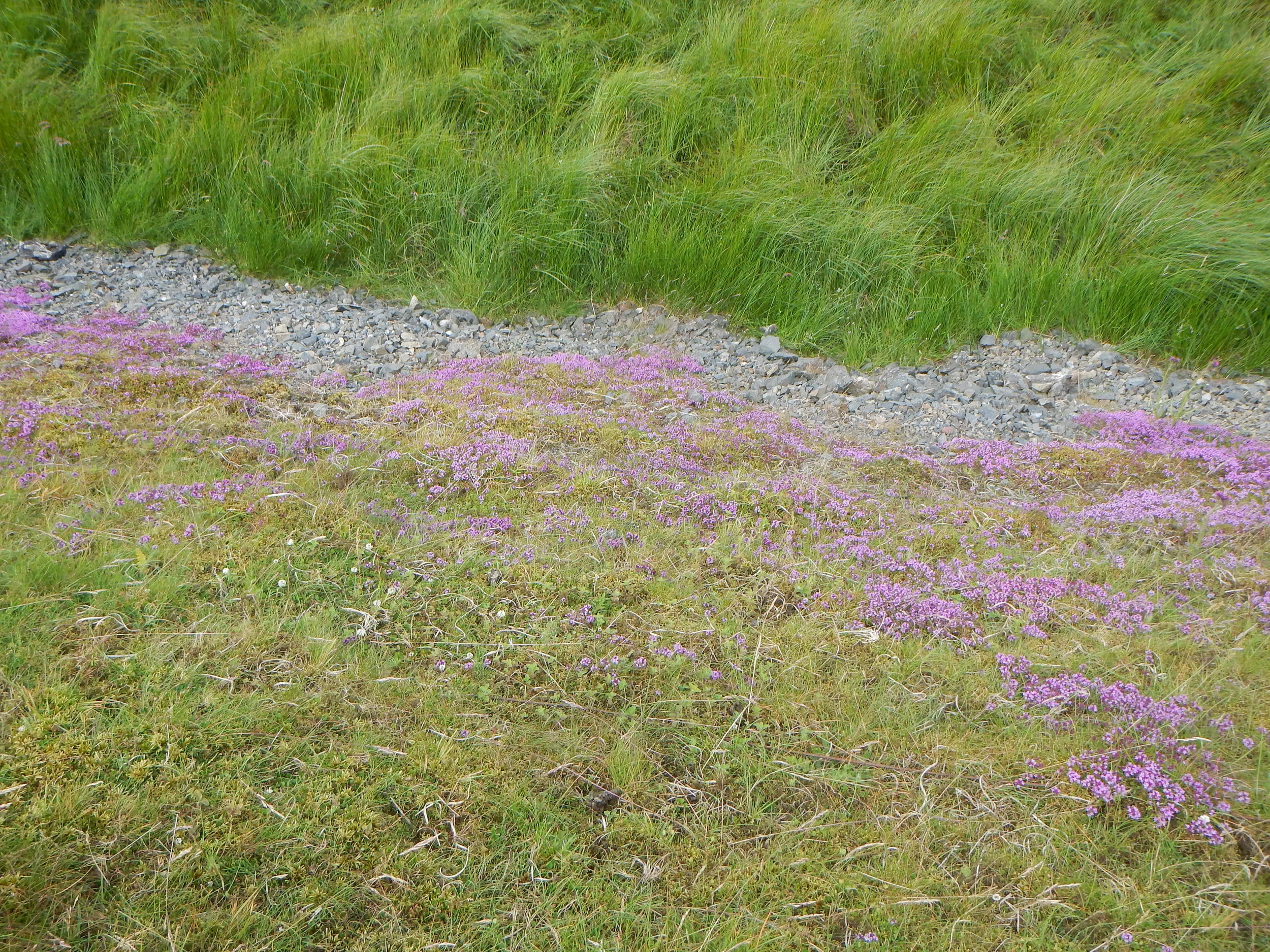   Thymus polytrichus 5Jul14 NS8320 PW  