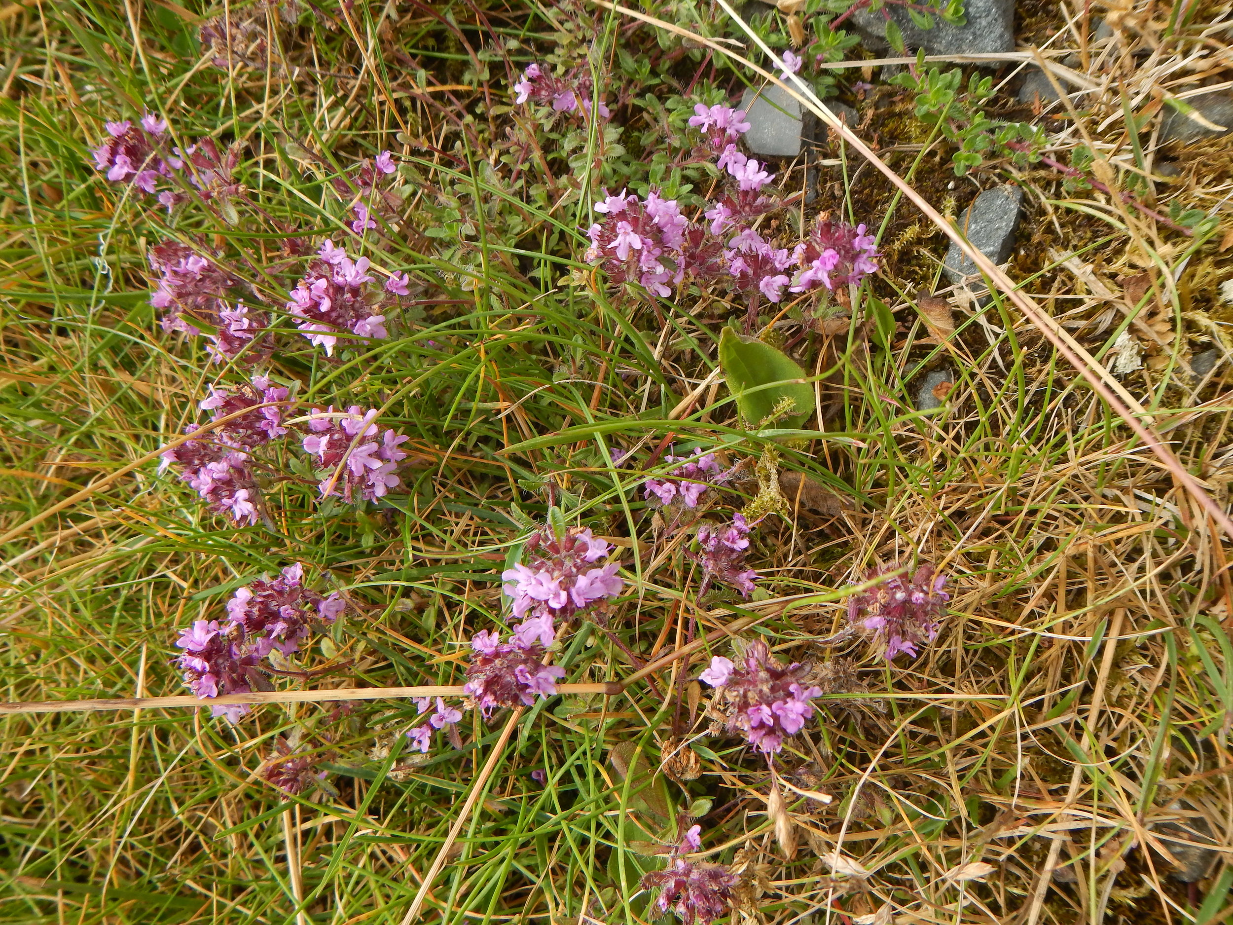   Thymus polytrichus 5Jul14 NS8320 PW  
