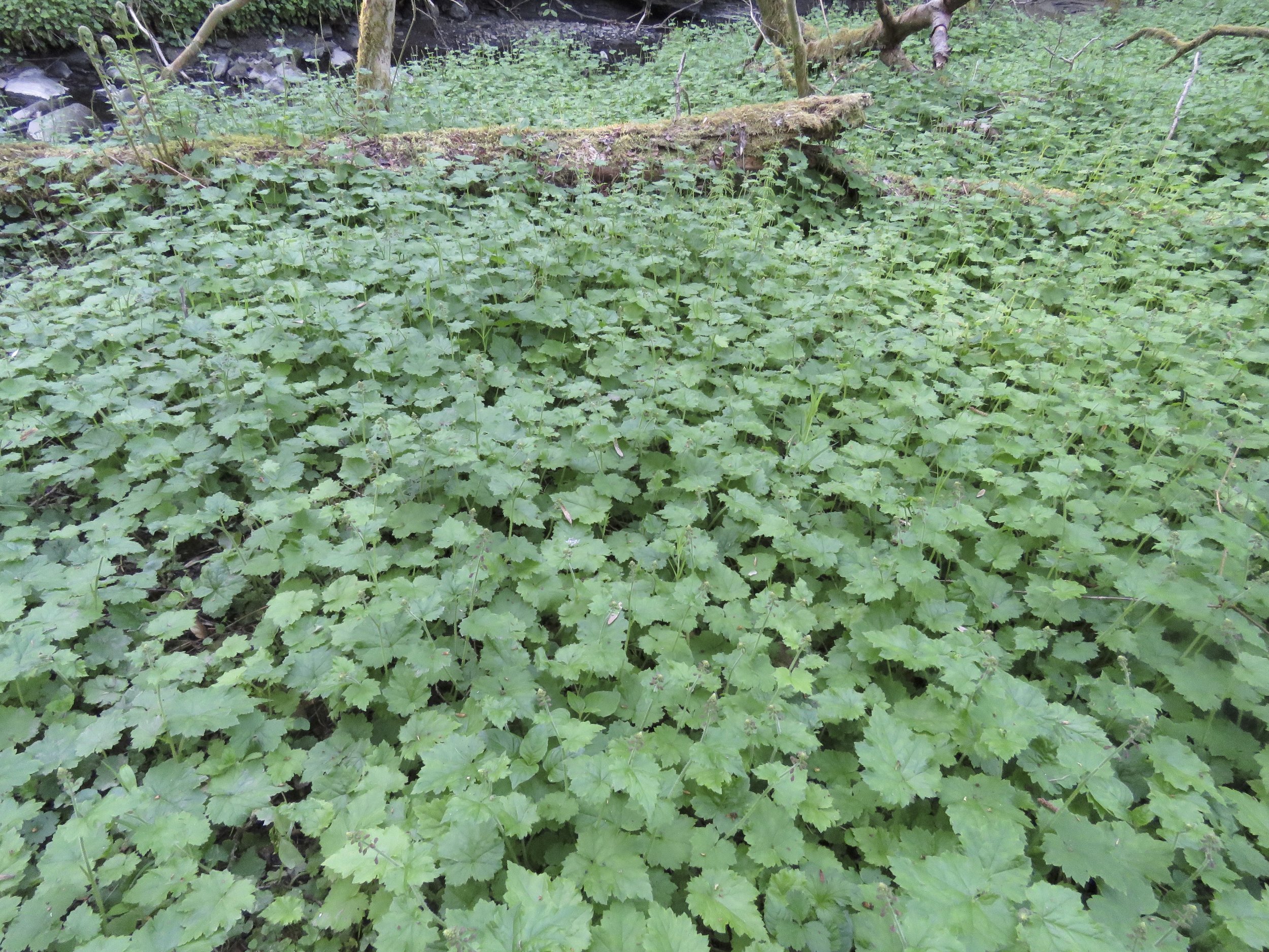 Tolmiea menziesii 13May2016 NS7851 MP