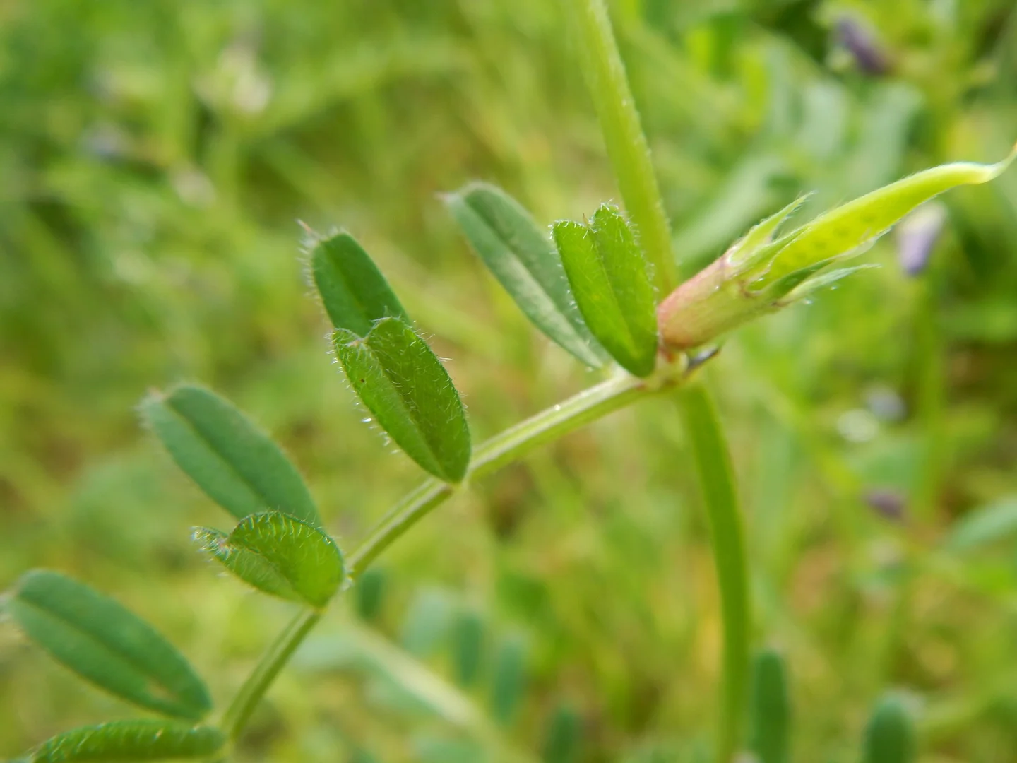   Vicia sativa ssp segetalis 28May2017 NS8267 PW    