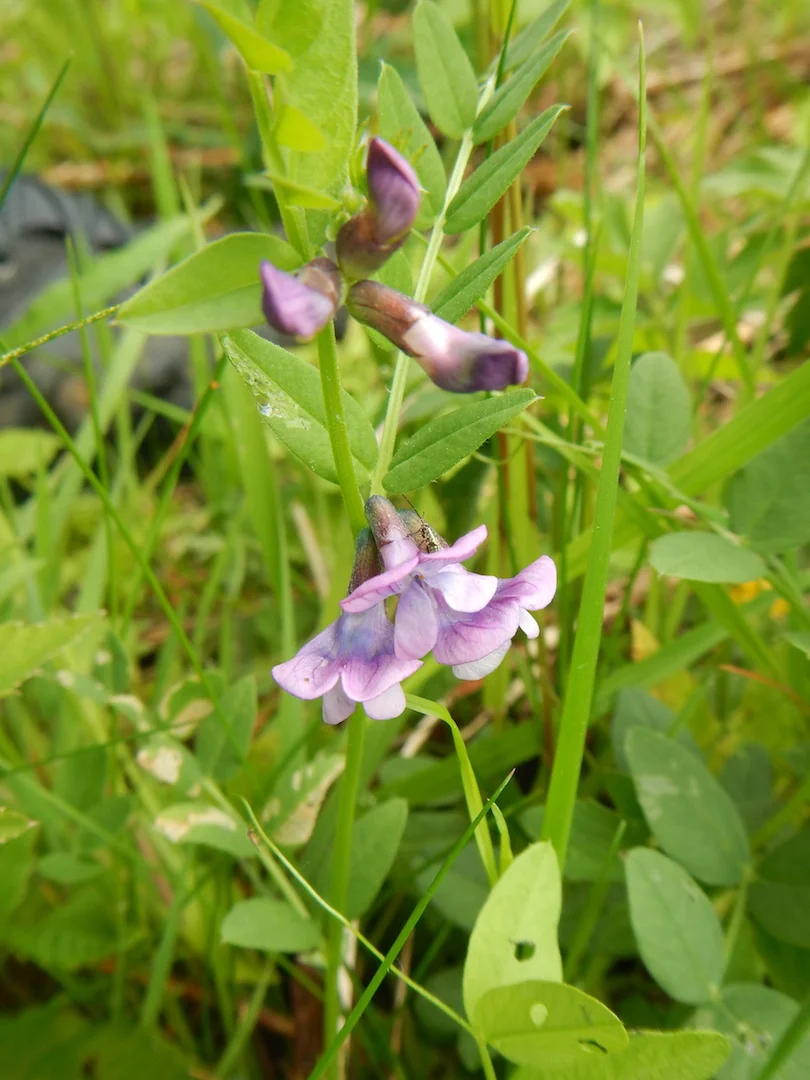   Vicia sepium 28May2017 NS8267 PW  
