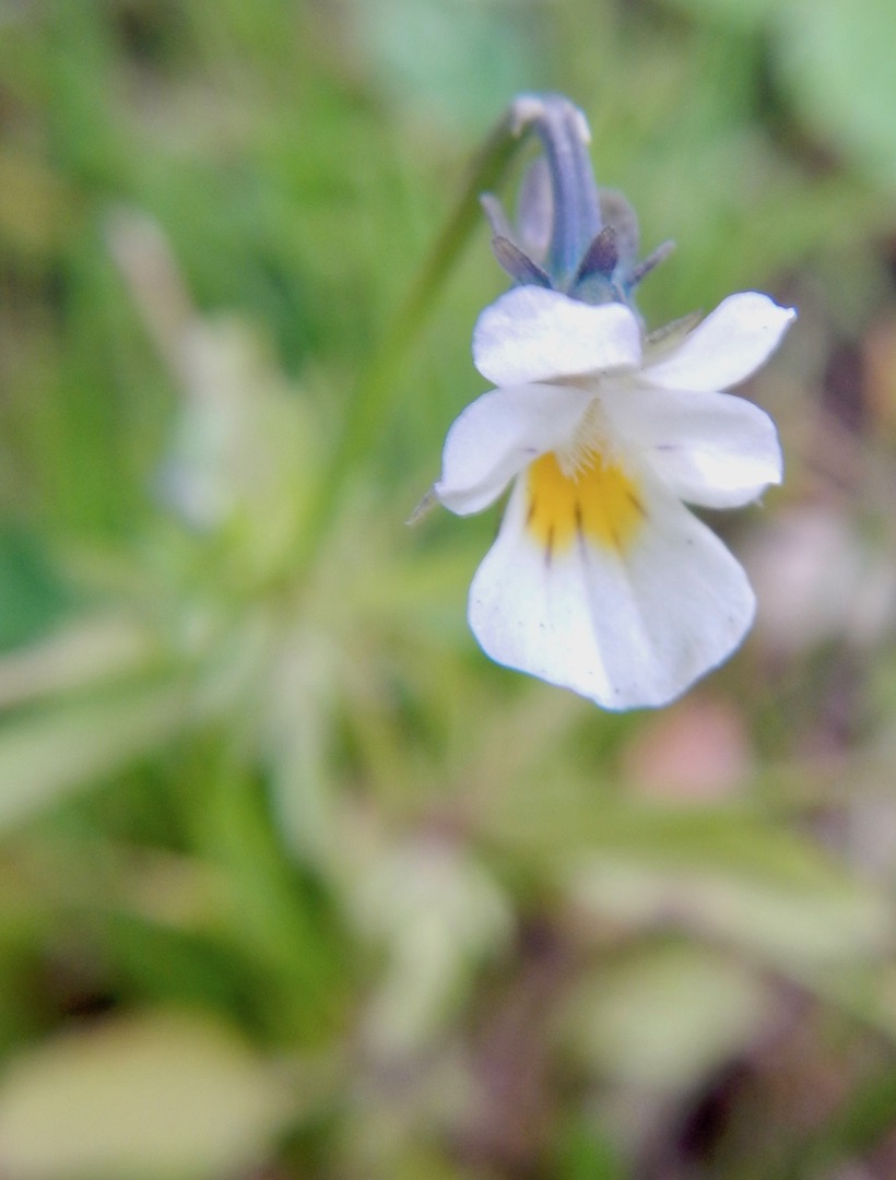 An annual weed of arable land. It is usually white or cream. Viola arvensis NS5566 25Jul2017 PW