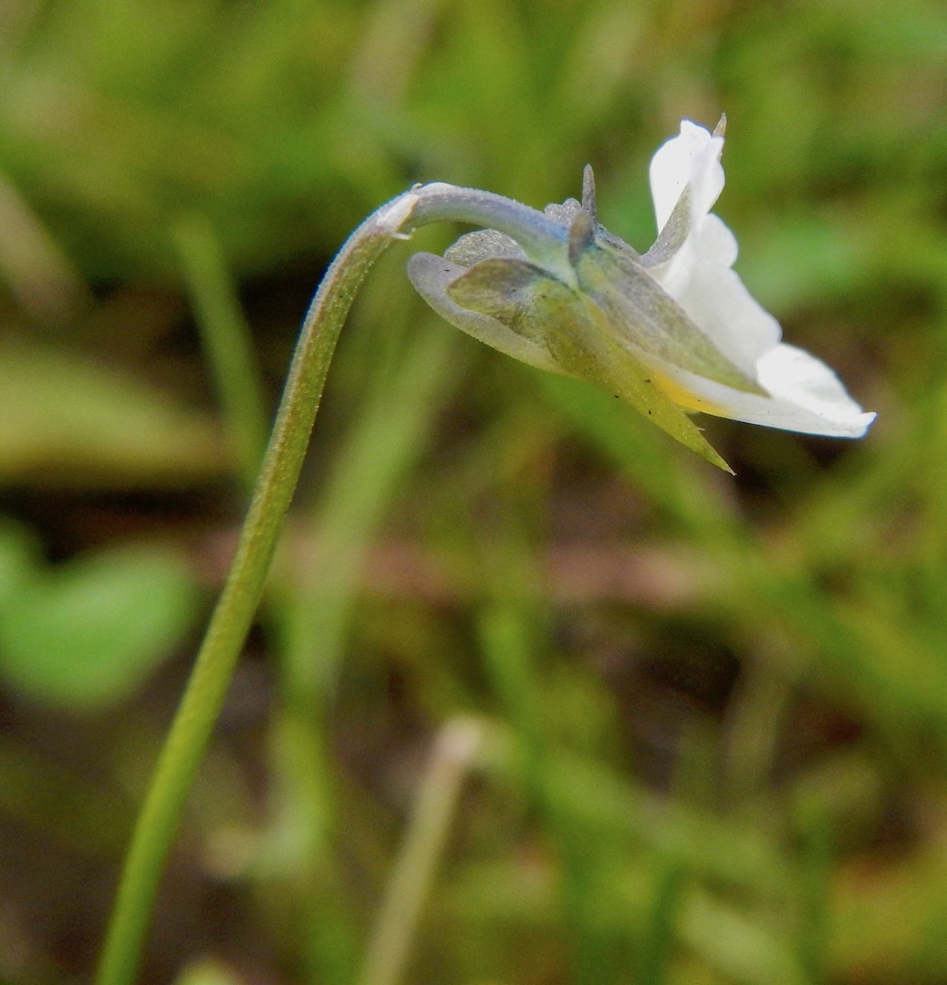 The sepals are longer than the petals. Viola arvensis NS5566 25Jul2017 PW