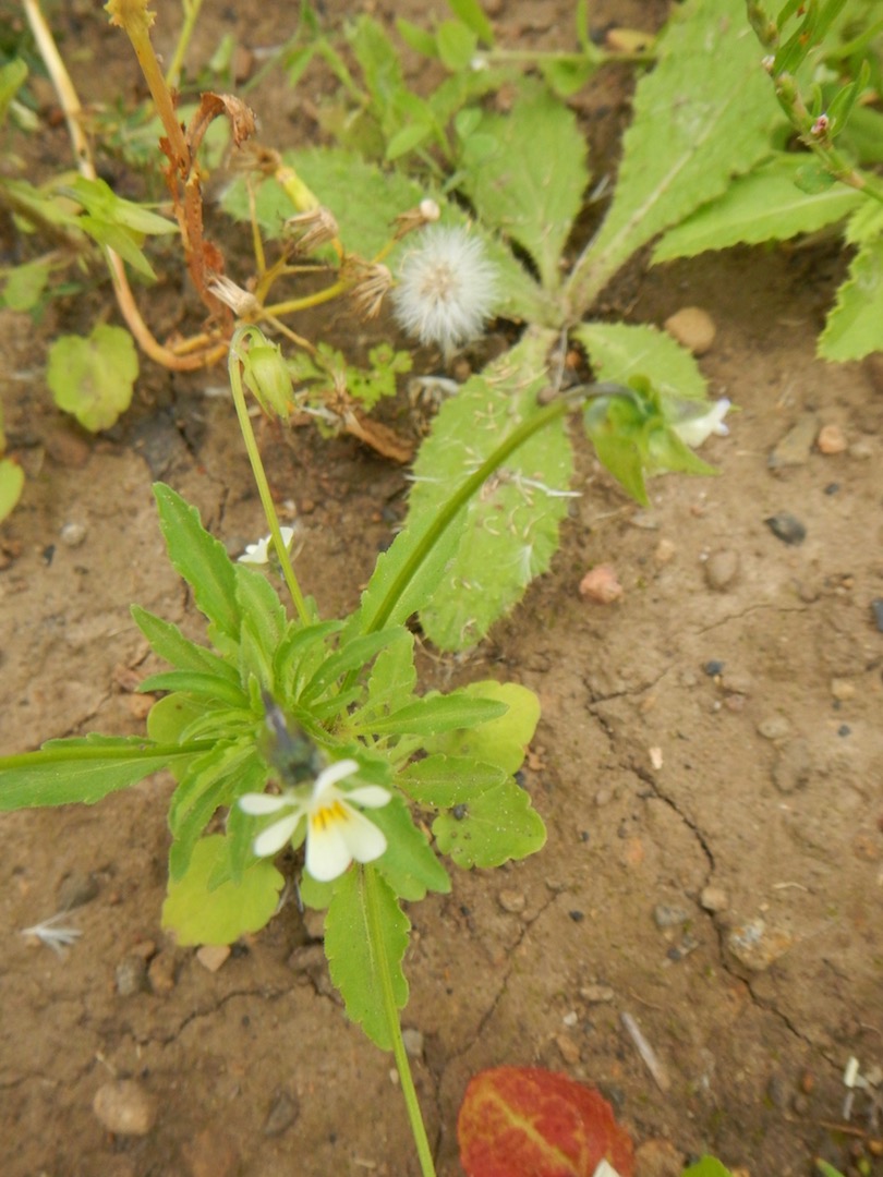 Viola arvensis NS5566 25Jul2017 PW