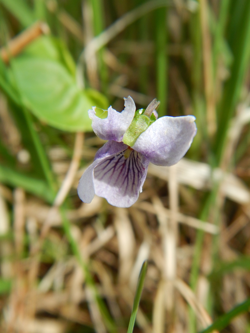  The spur is the same colour as the rest of the flower and this dark veining is typical.   Viola palustris   28May2017 NS8267 PW   
