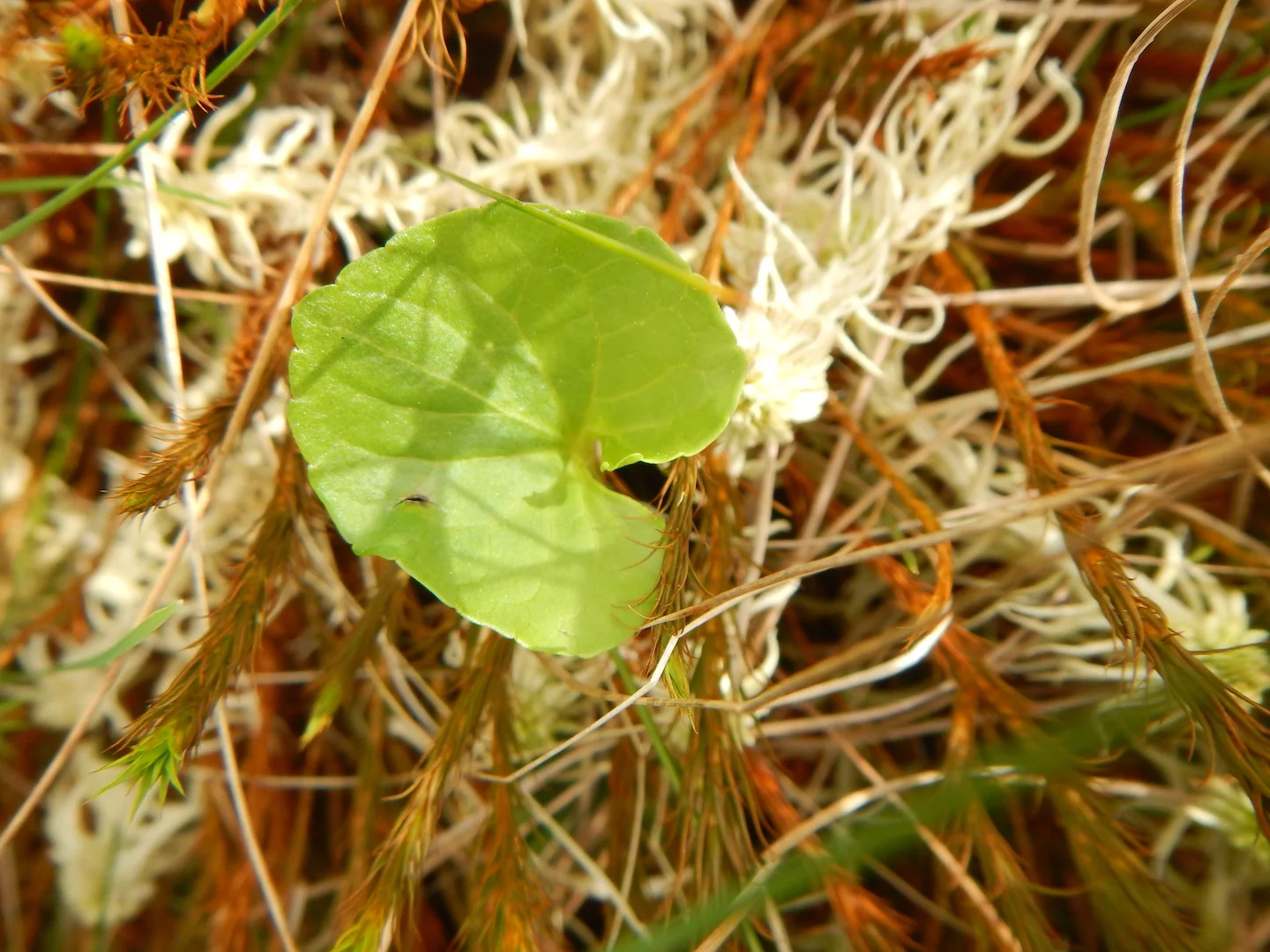   Viola palustris   28May2017 NS8267 PW  