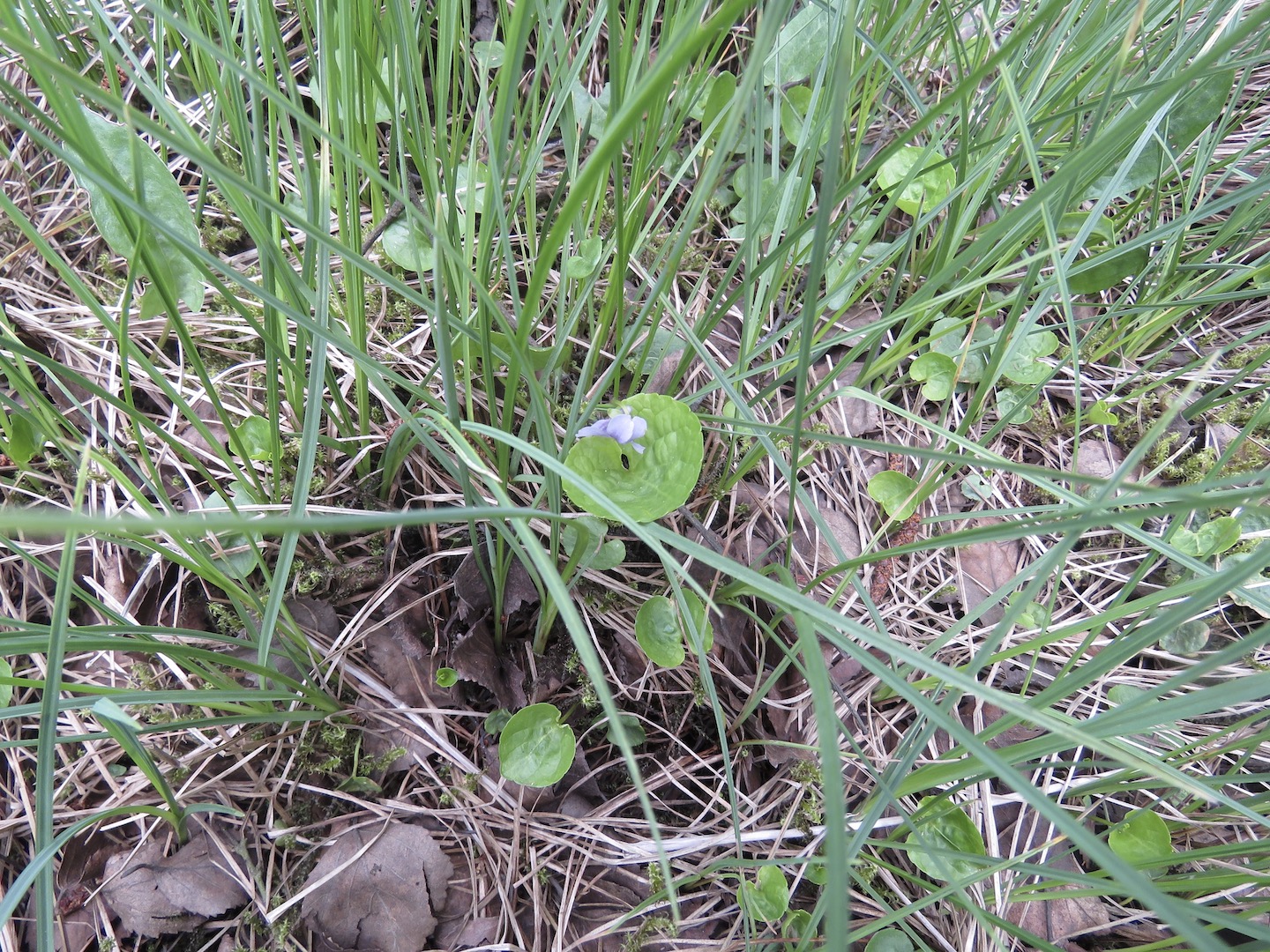 Viola palustris 30May2016 NS7846 MP
