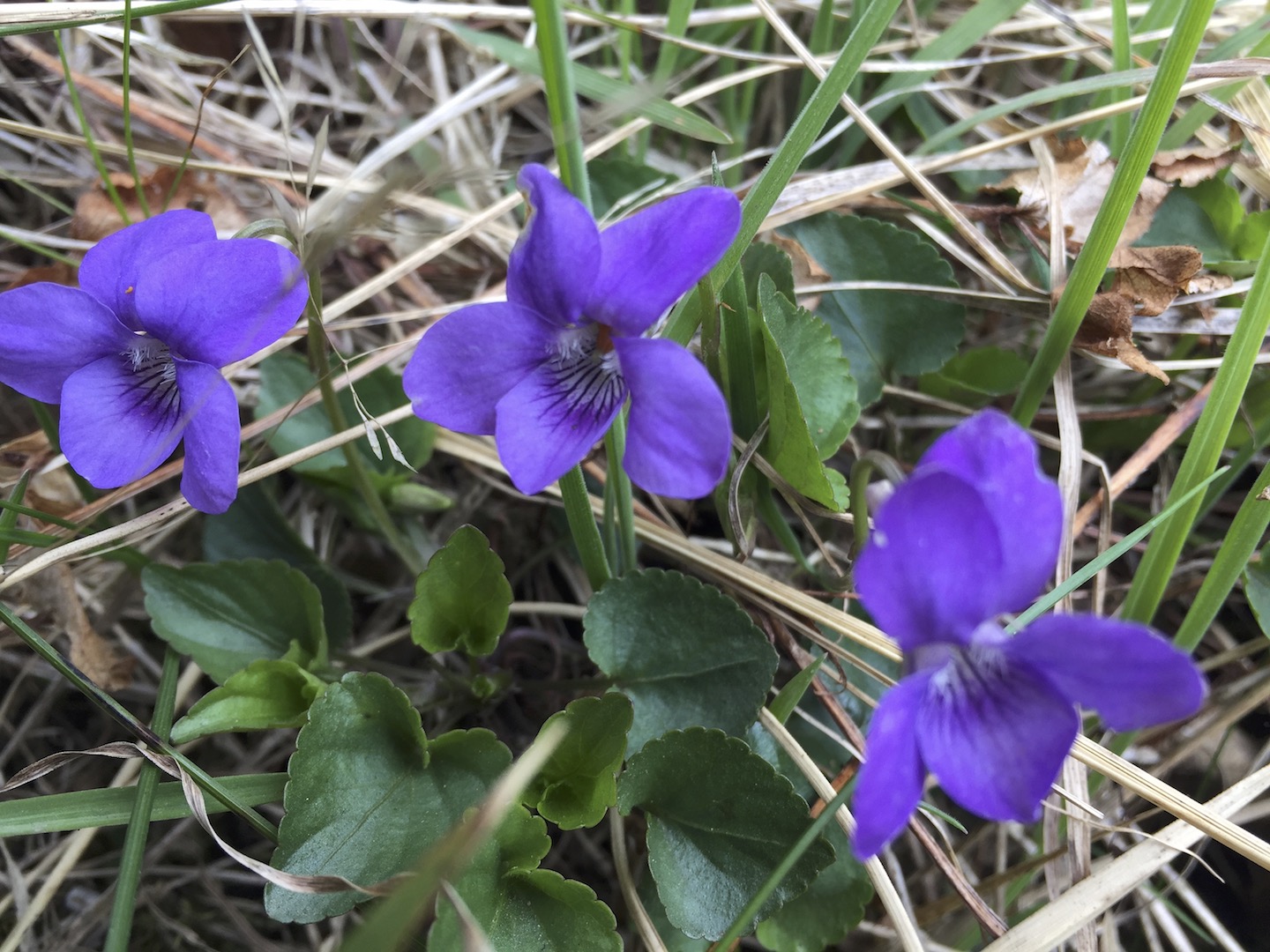 Viola riviniana 21Jul14 NS8065 PW