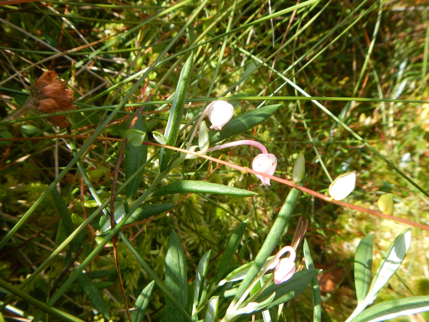 Andromeda polifolia 01Aug16 NS6471 PW