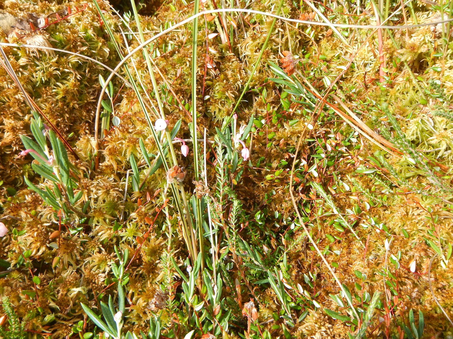 Andromeda polifolia 01Aug16 NS6471 PW