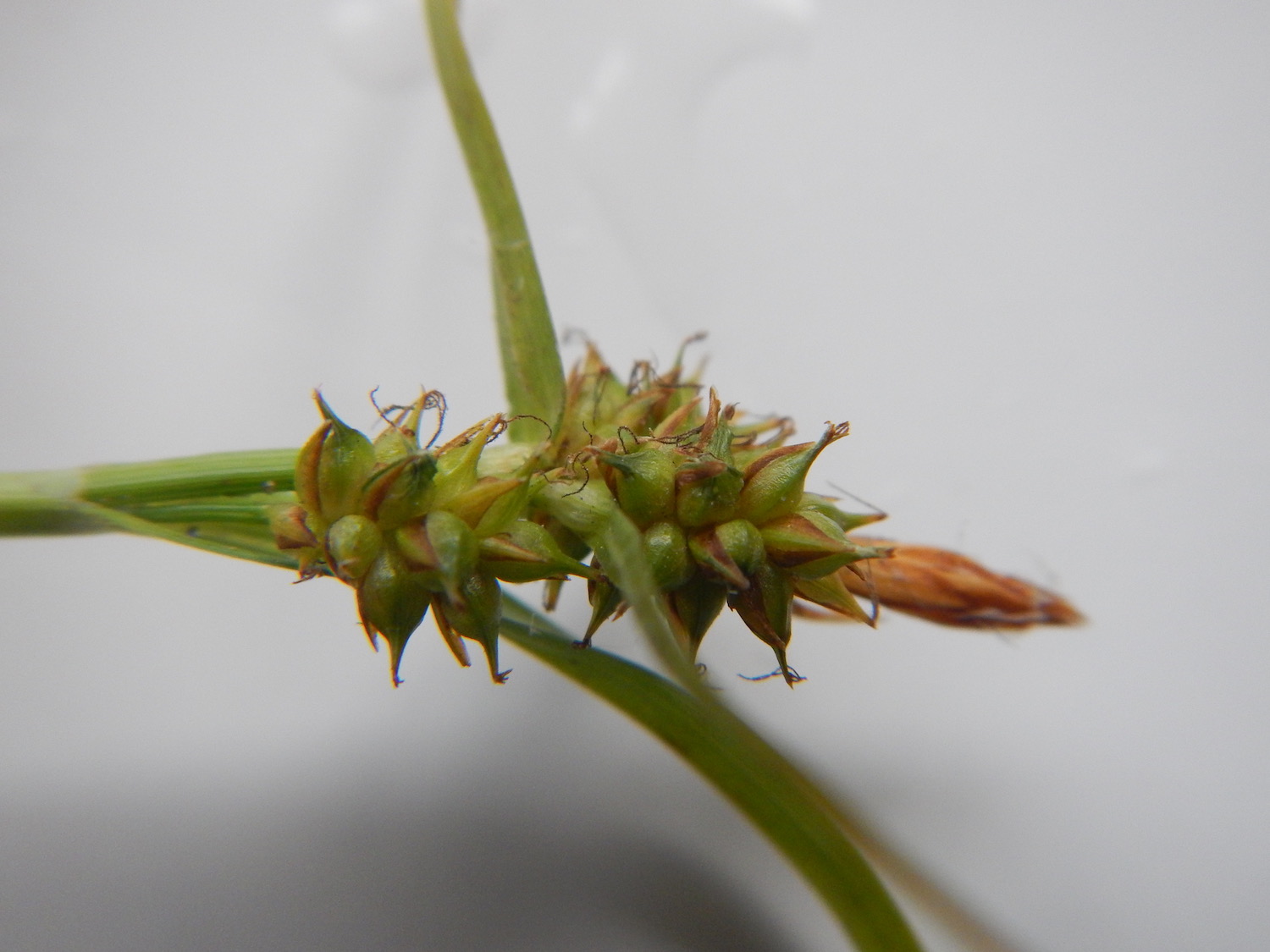 Carex demissa NS6939 01Jul2017 PW
