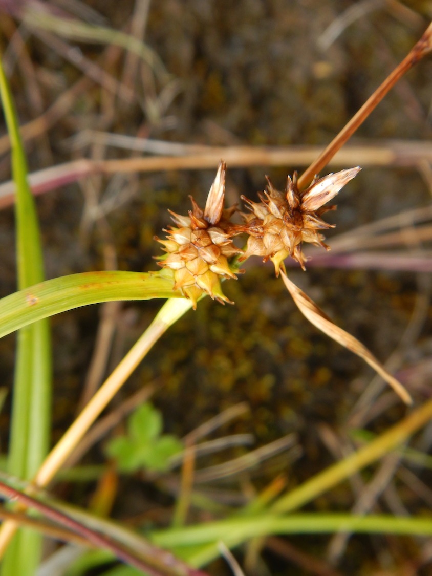 Carex demissa NS6765 23Jul2017 PW
