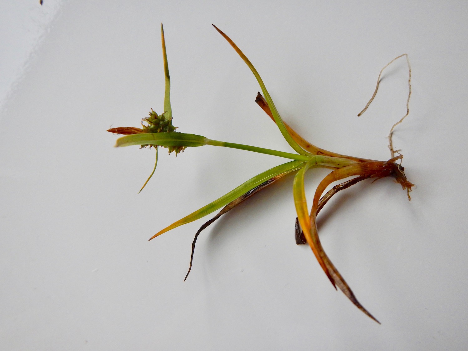 Carex demissa NS6939 01Jul2017 PW