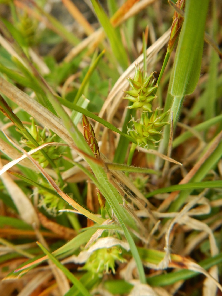 Carex demissa 28May2017 NS8267 PW