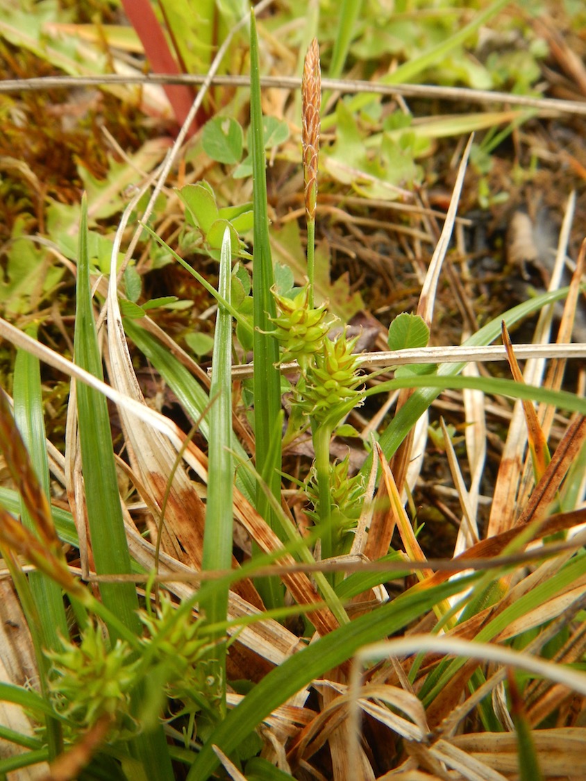 Carex demissa 28May2017 NS8267 PW