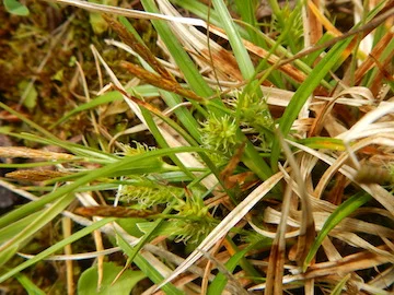   Carex demissa 28May2017 NS8267 PW  