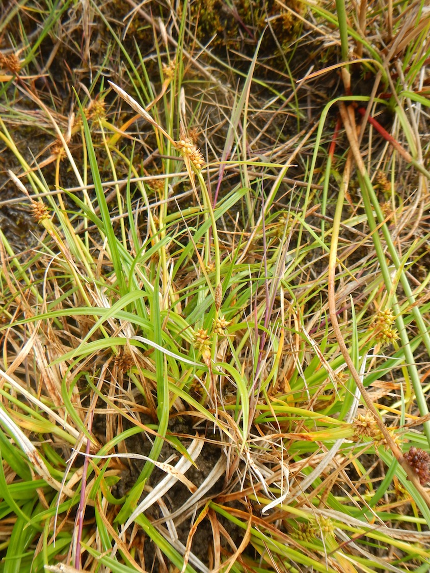 Carex demissa NS6765 23Jul2017 PW