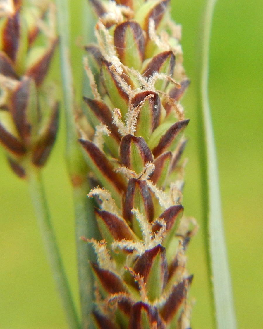 Carex flacca 19May2017 NS5857 PW