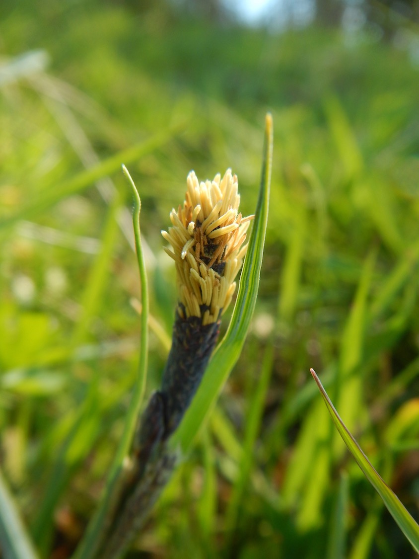 Male flower Carex flacca 6May2017 NS5857 PW
