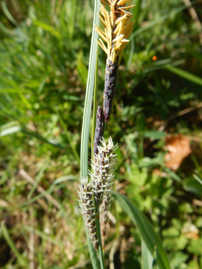 Carex flacca 6May2017 NS5857 PW