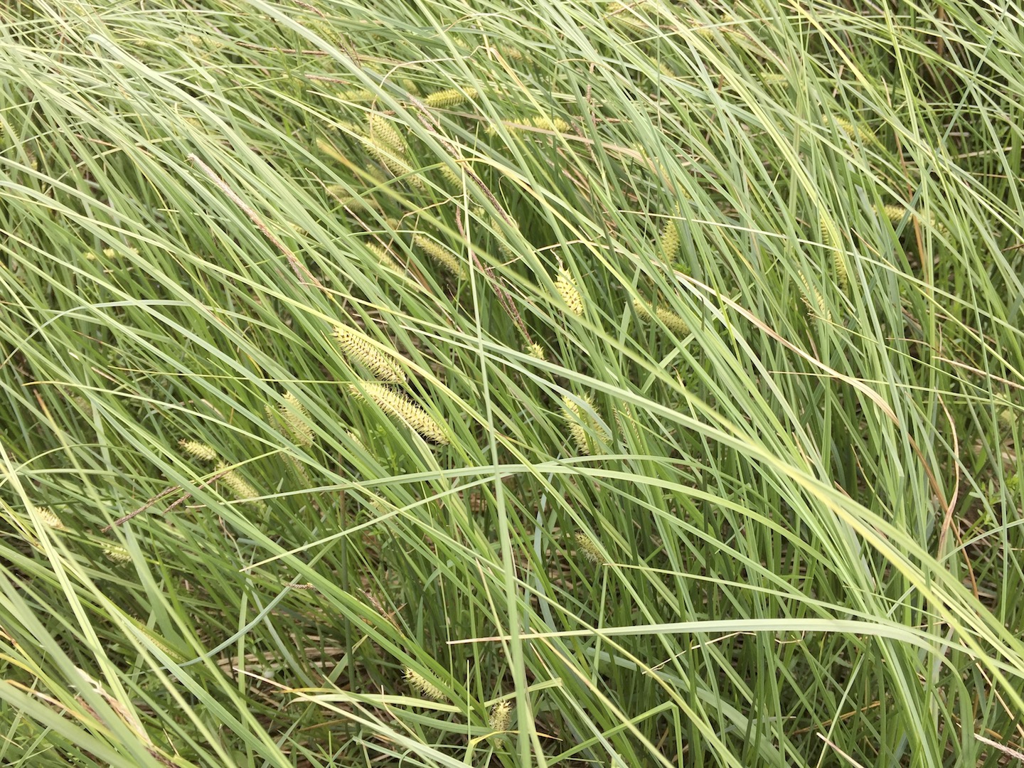 Carex rostrata 25July2017 NS7266 MP