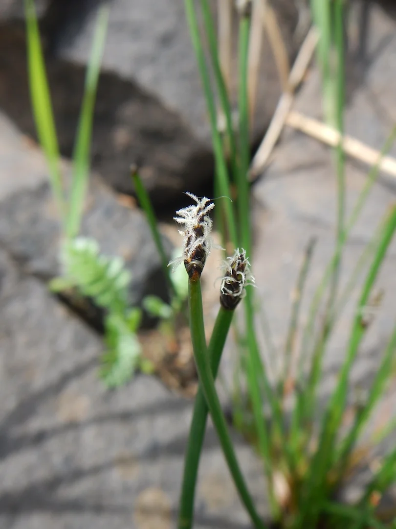   Eleocharis palustris 28May2017 NS8267 PW   
