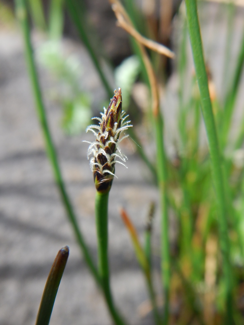   Eleocharis palustris 28May2017 NS8267 PW   