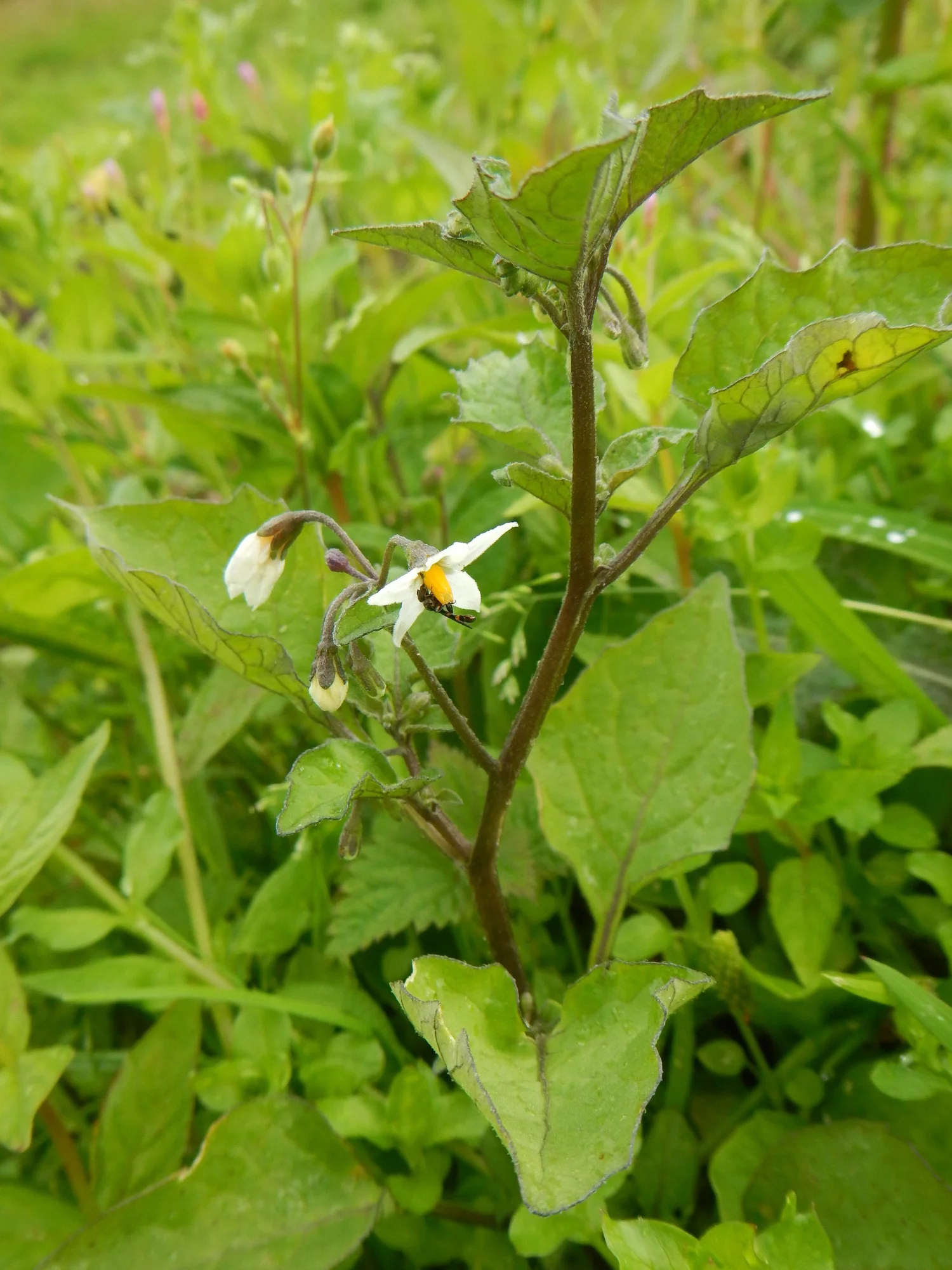 Solanum - Nightshade family  BSBI VC77