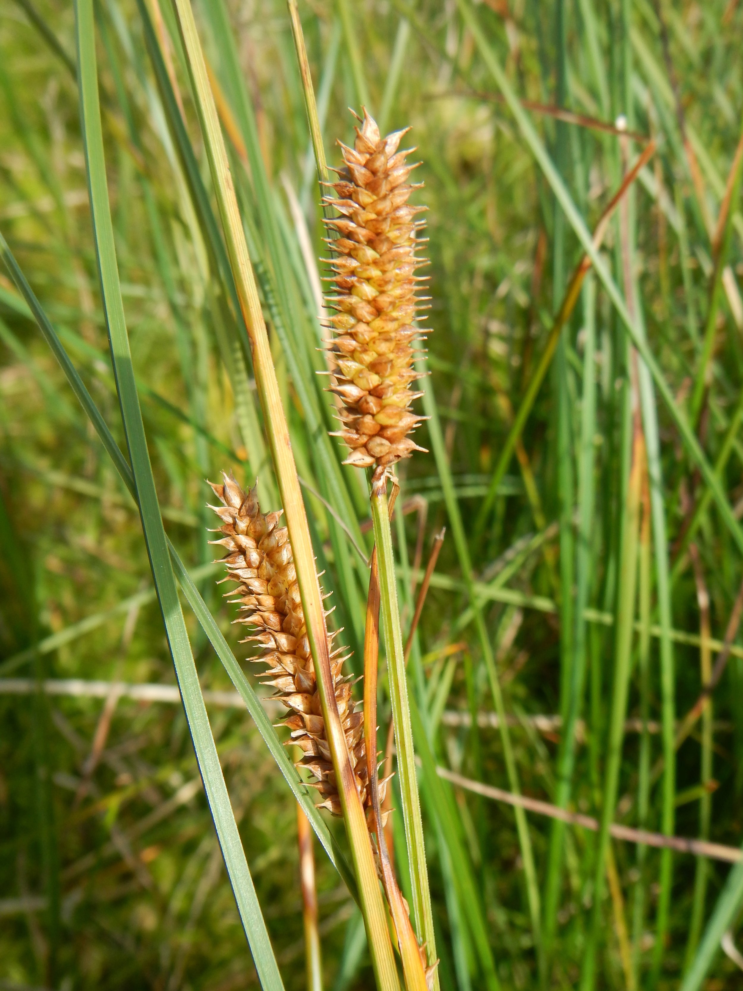 Carex rostrata NS6739 26Aug2017 PW