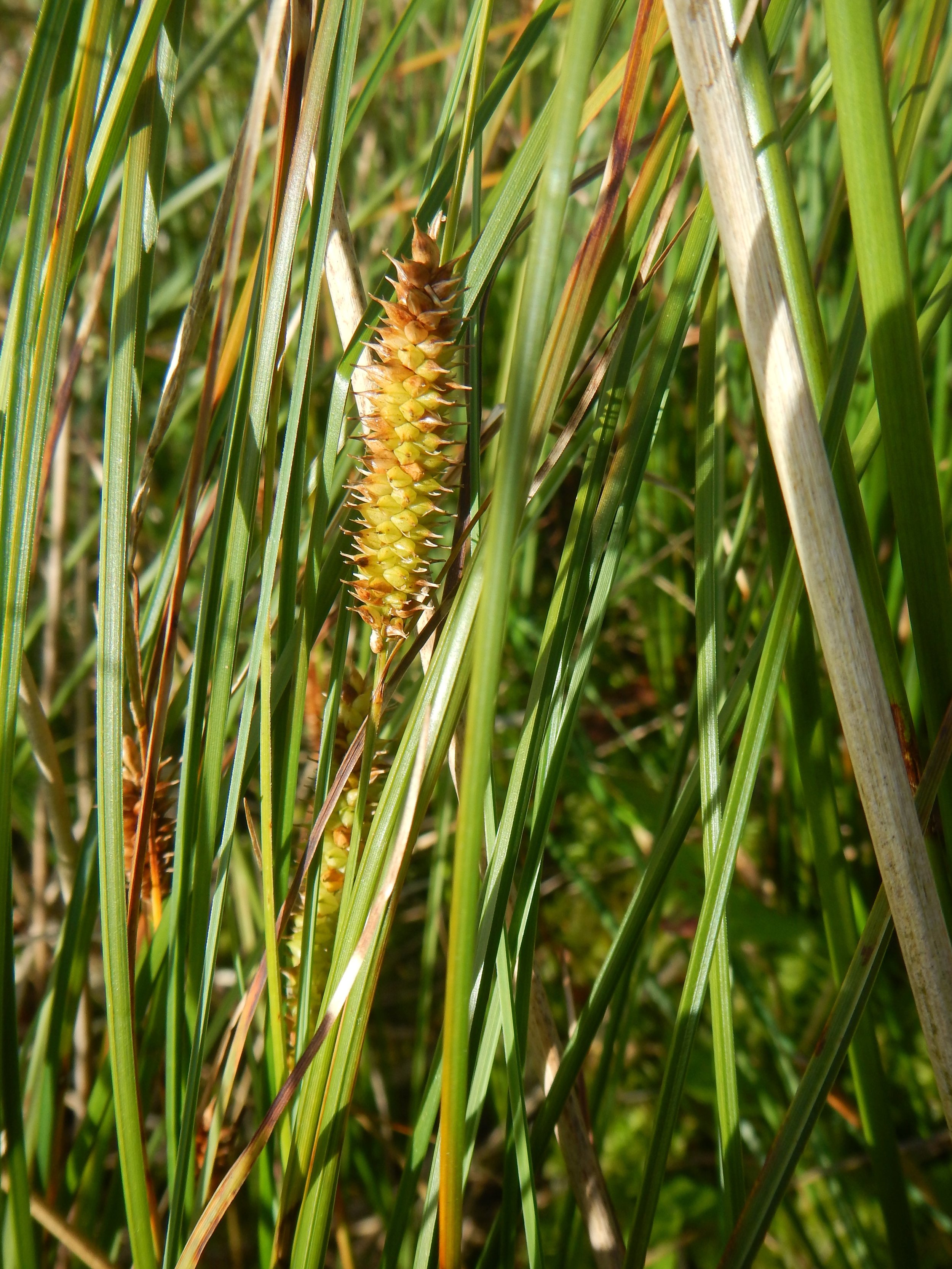 Carex rostrata NS6739 26Aug2017 PW