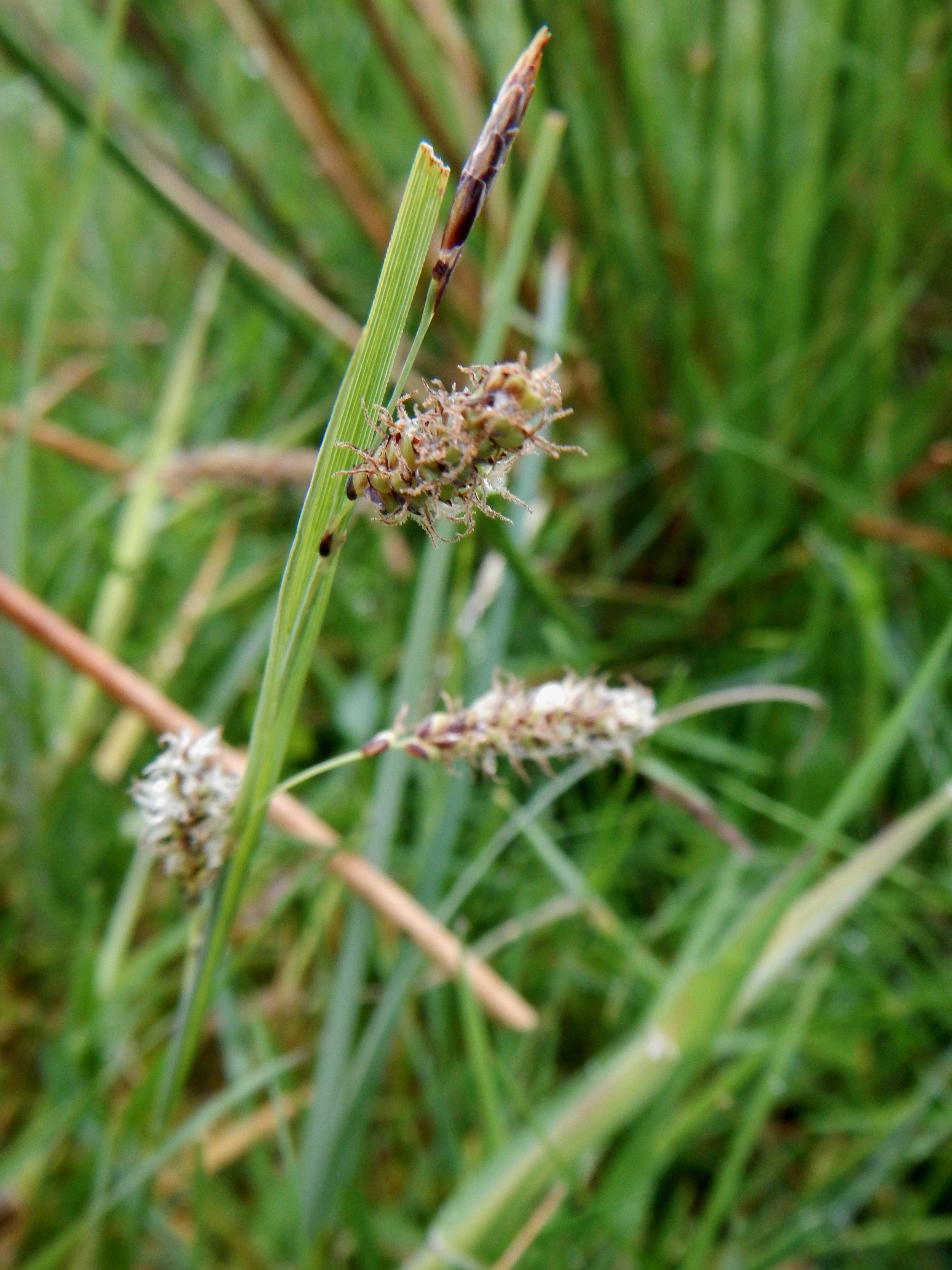 Carex flacca NS9417 16Jun16 PW