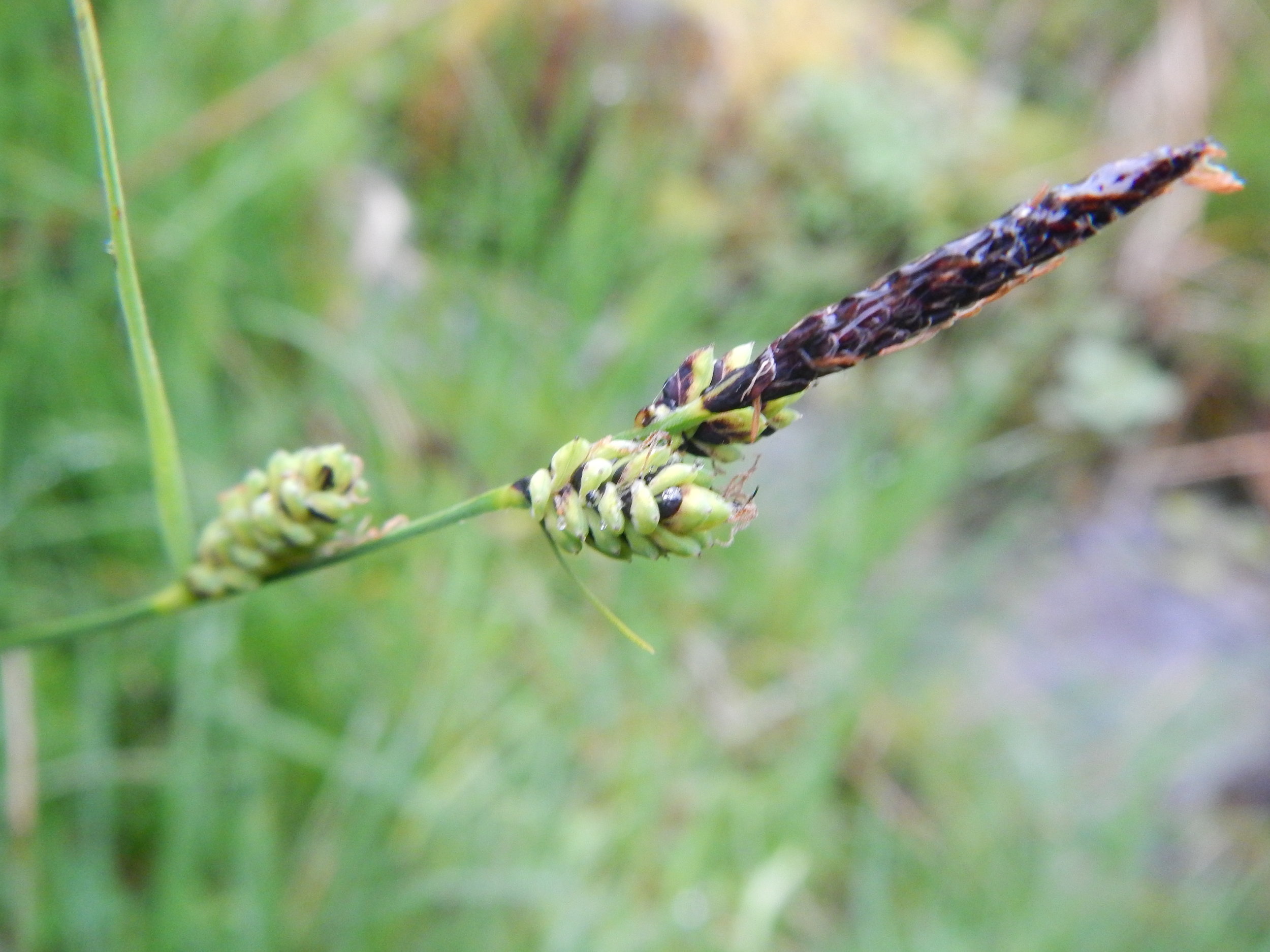 This shows the dark amel flower and almost sessile female flowers. Carex nigra NS9417 16Jun16 PW