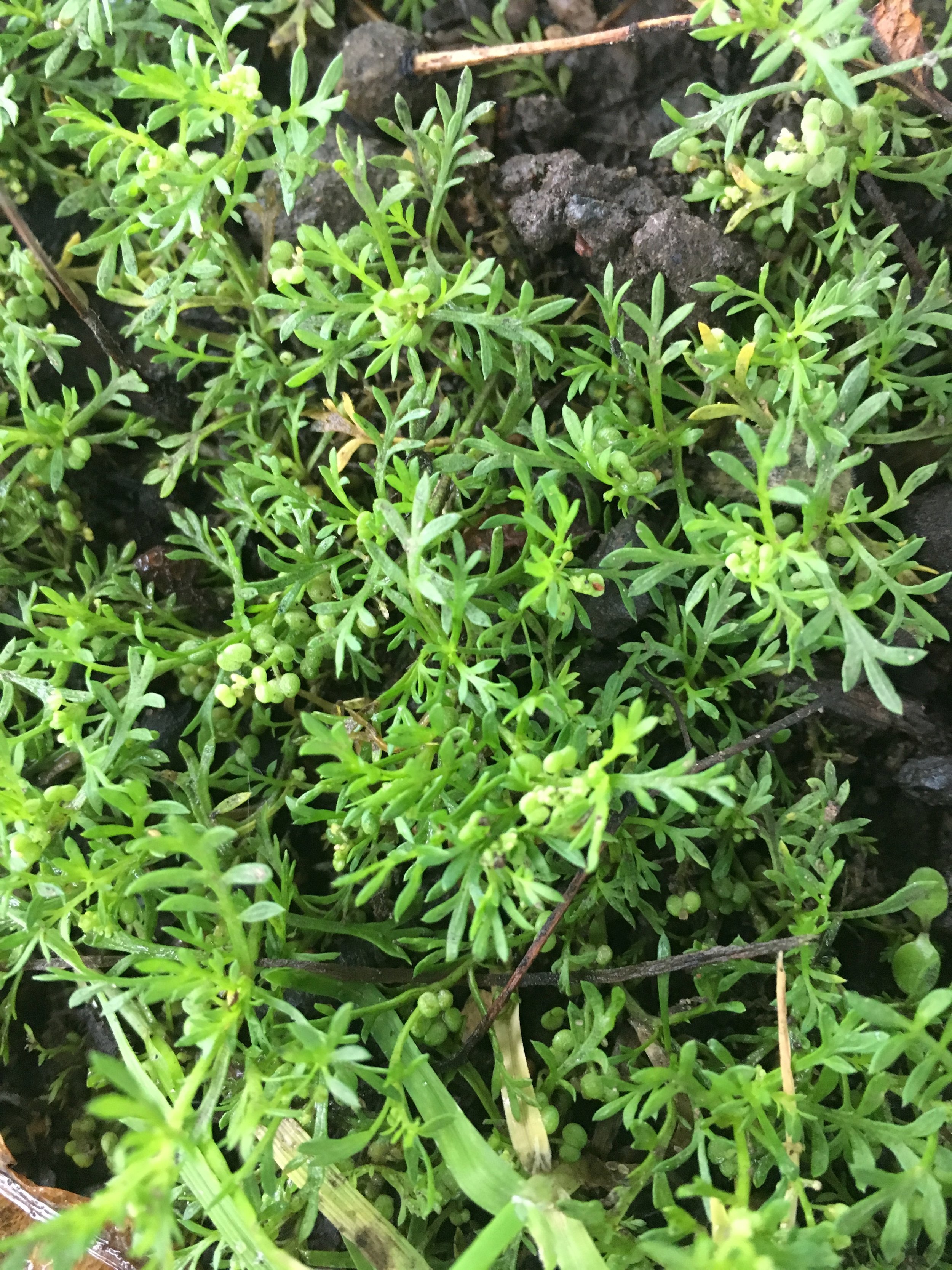 Lepidium didymum NS5566 04Sep17 PW