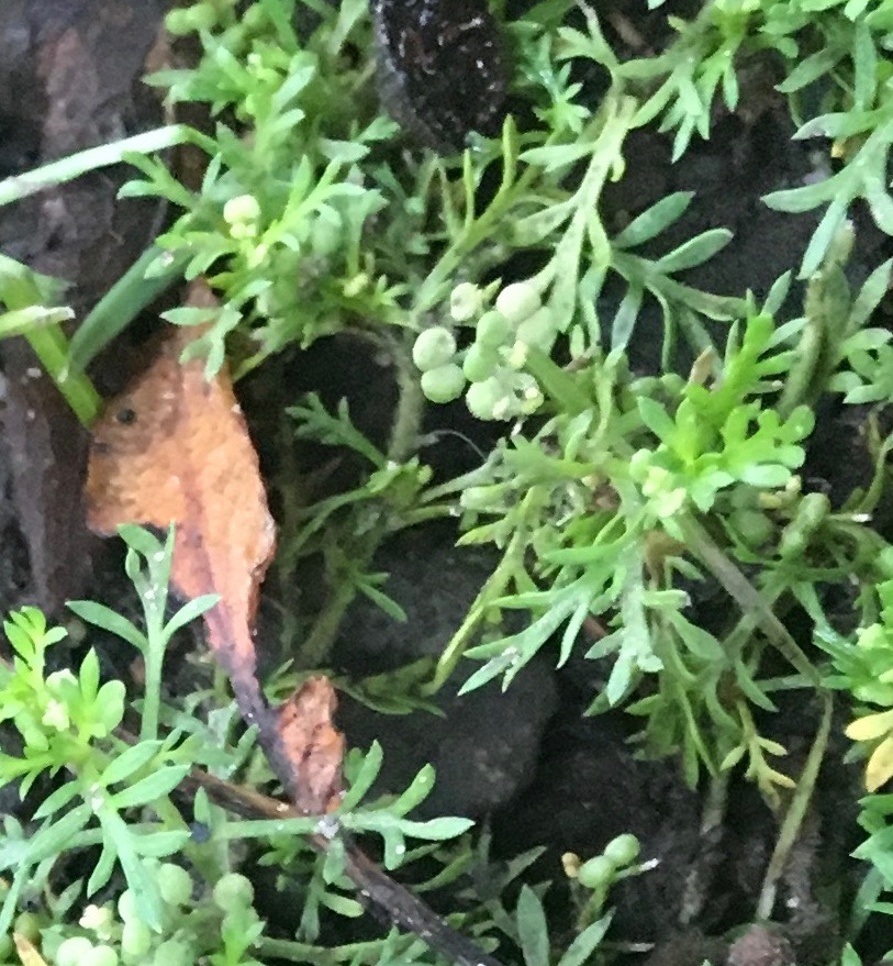 The seed looks like two spheres together. Lepidium didymum NS5566 04Sep17 PW