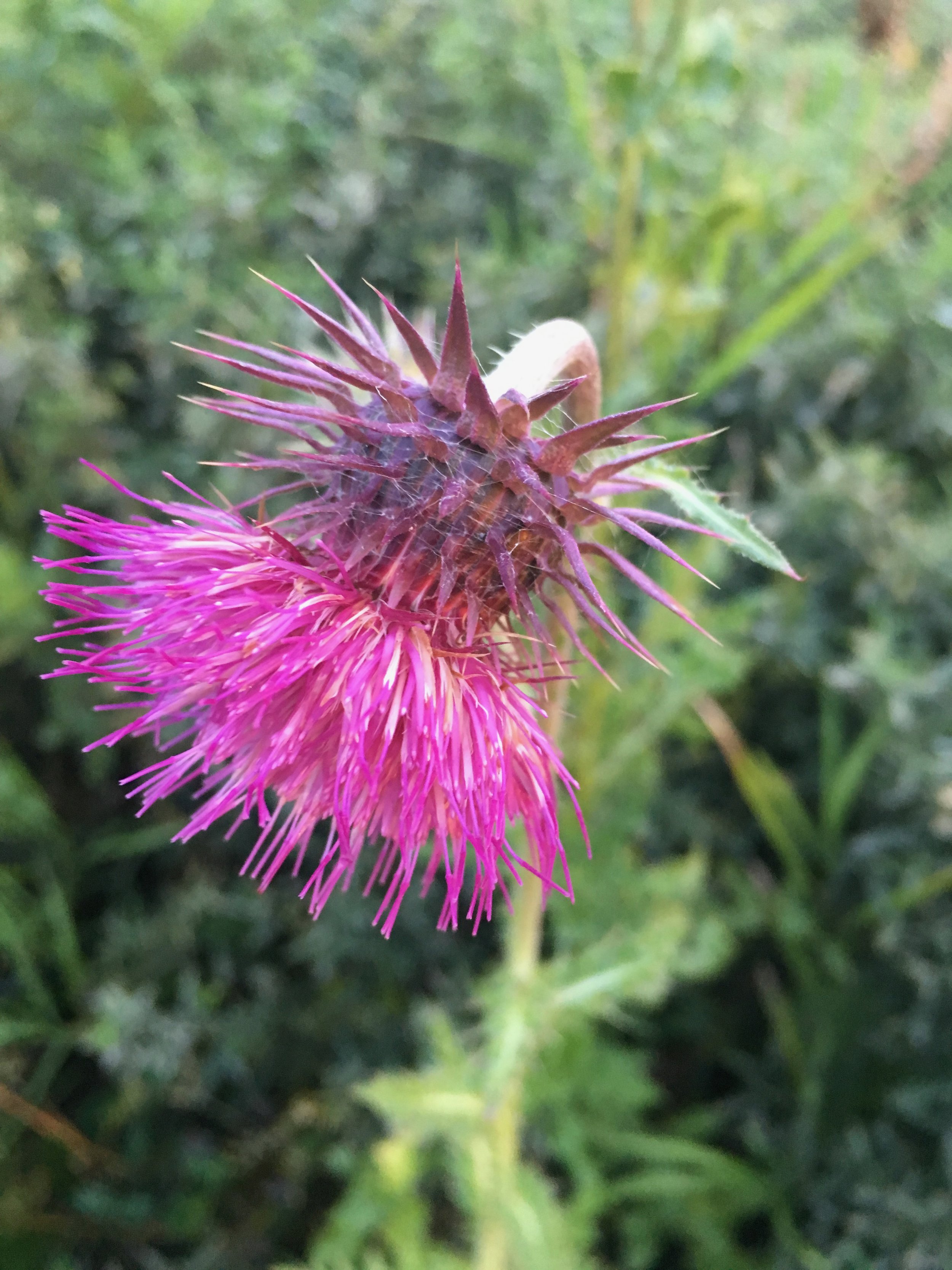 Carduus nutans NS 5665 04Sep17 PW