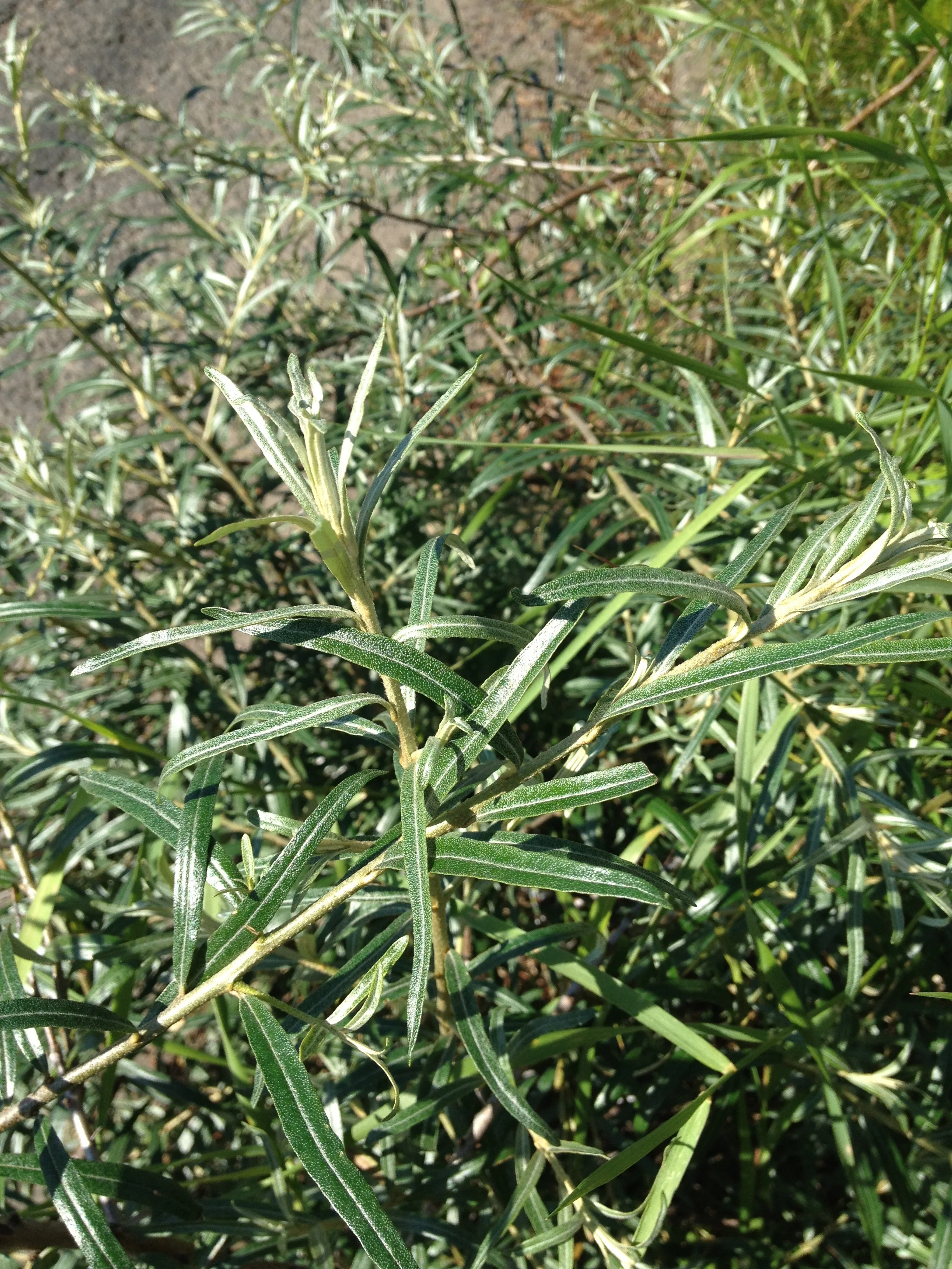  Hippophae rhamnoides  NS6760 2Aug2012 PW  