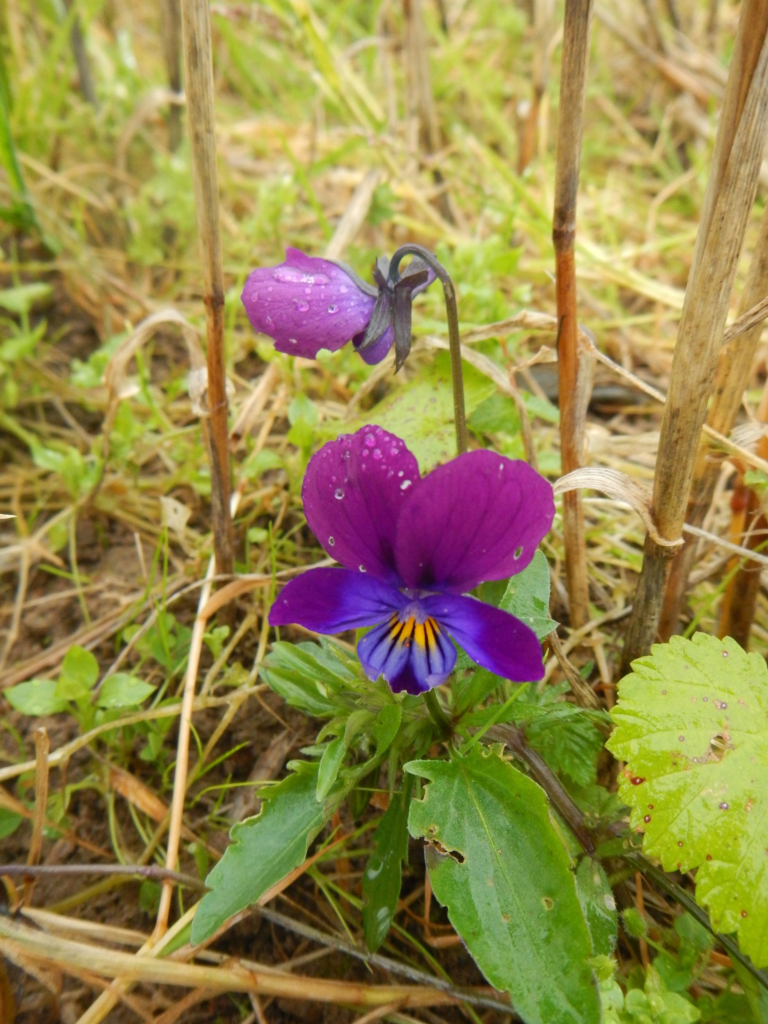 The terminal segment of the palmate stipule is clearly wider than others and entire to ±crenate. Viola tricolor NS9738 16Sep2017 PW