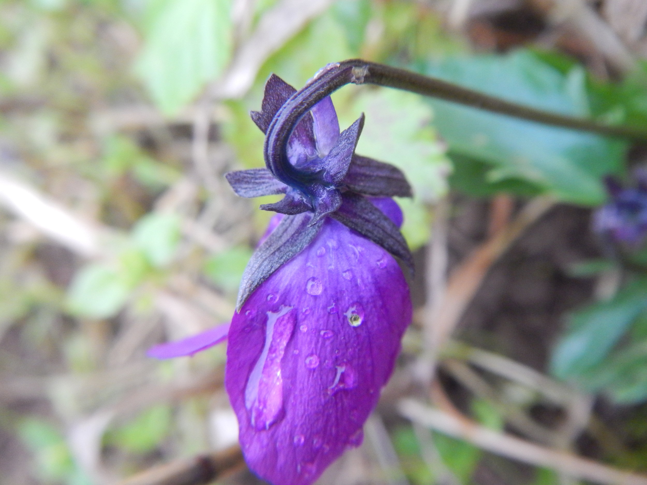 Viola tricolor NS9738 16Sep2017 PW
