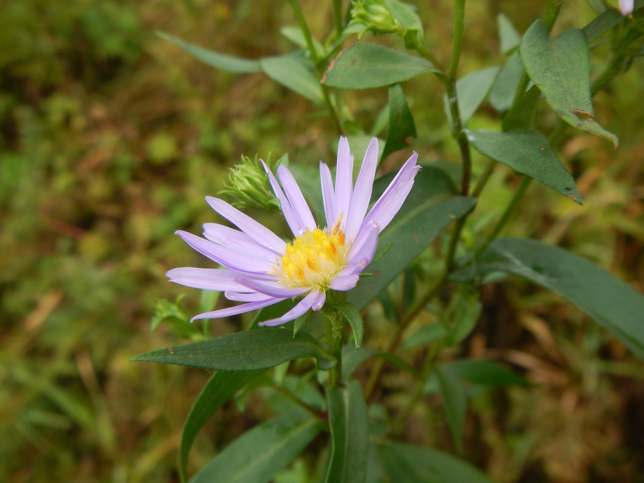 Aster novi-belgii NS 9738 16Sep2017 PW