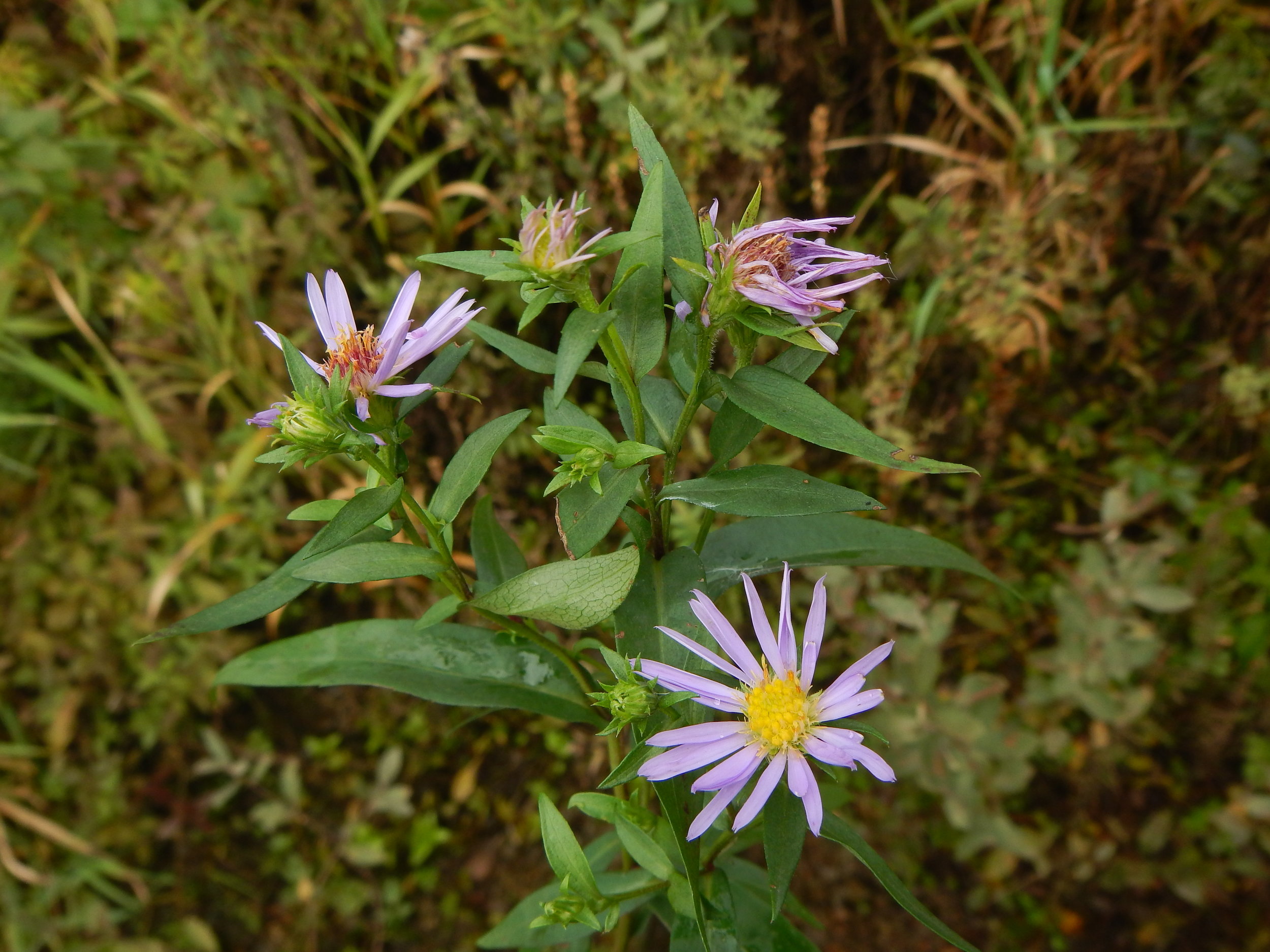Aster novi-belgii NS 9738 16Sep2017 PW