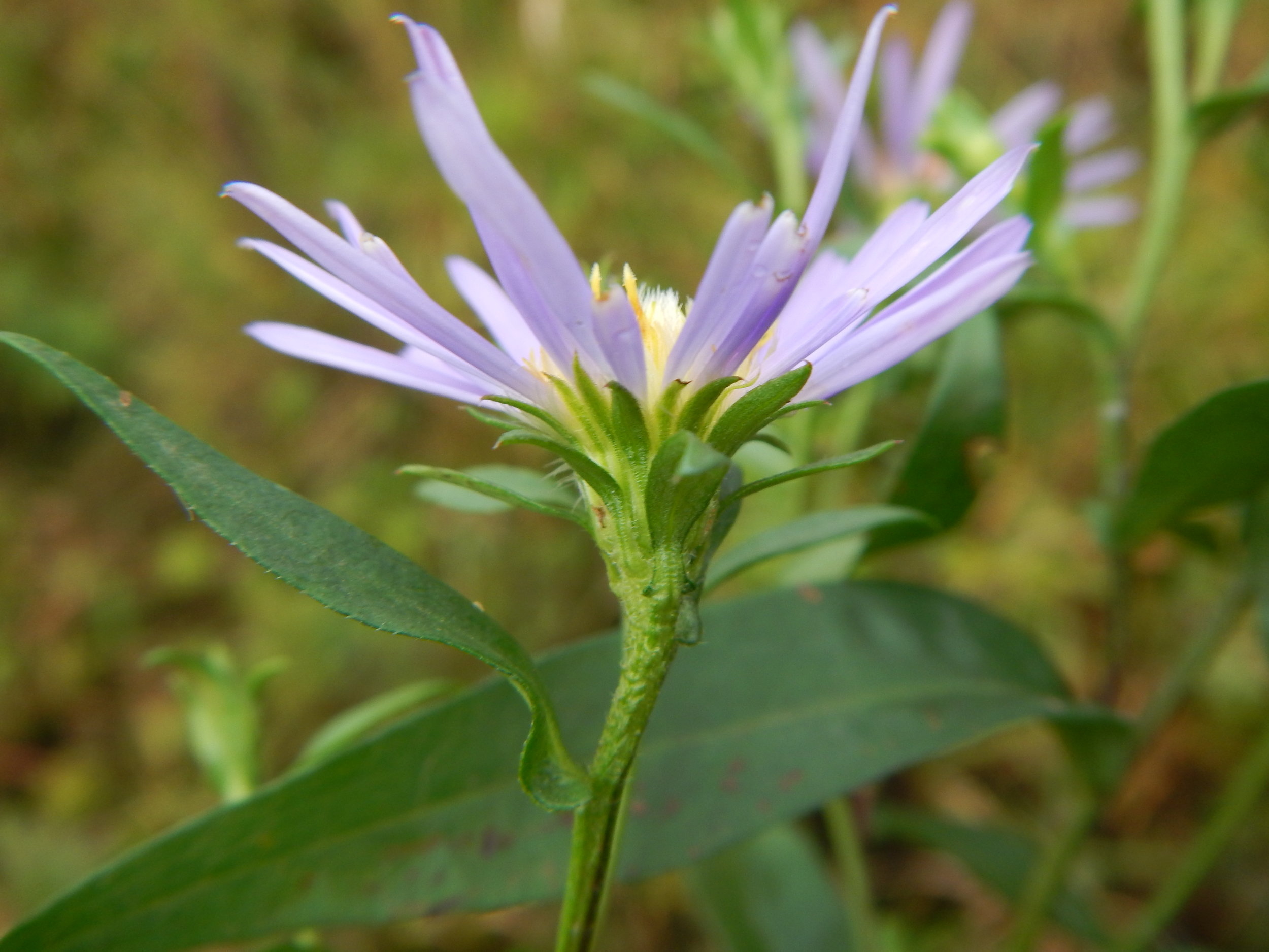 The bracts around the flower (phyllaries) are loosely applied and are all green. Aster novi-belgii NS 9738 16Sep2017 PW
