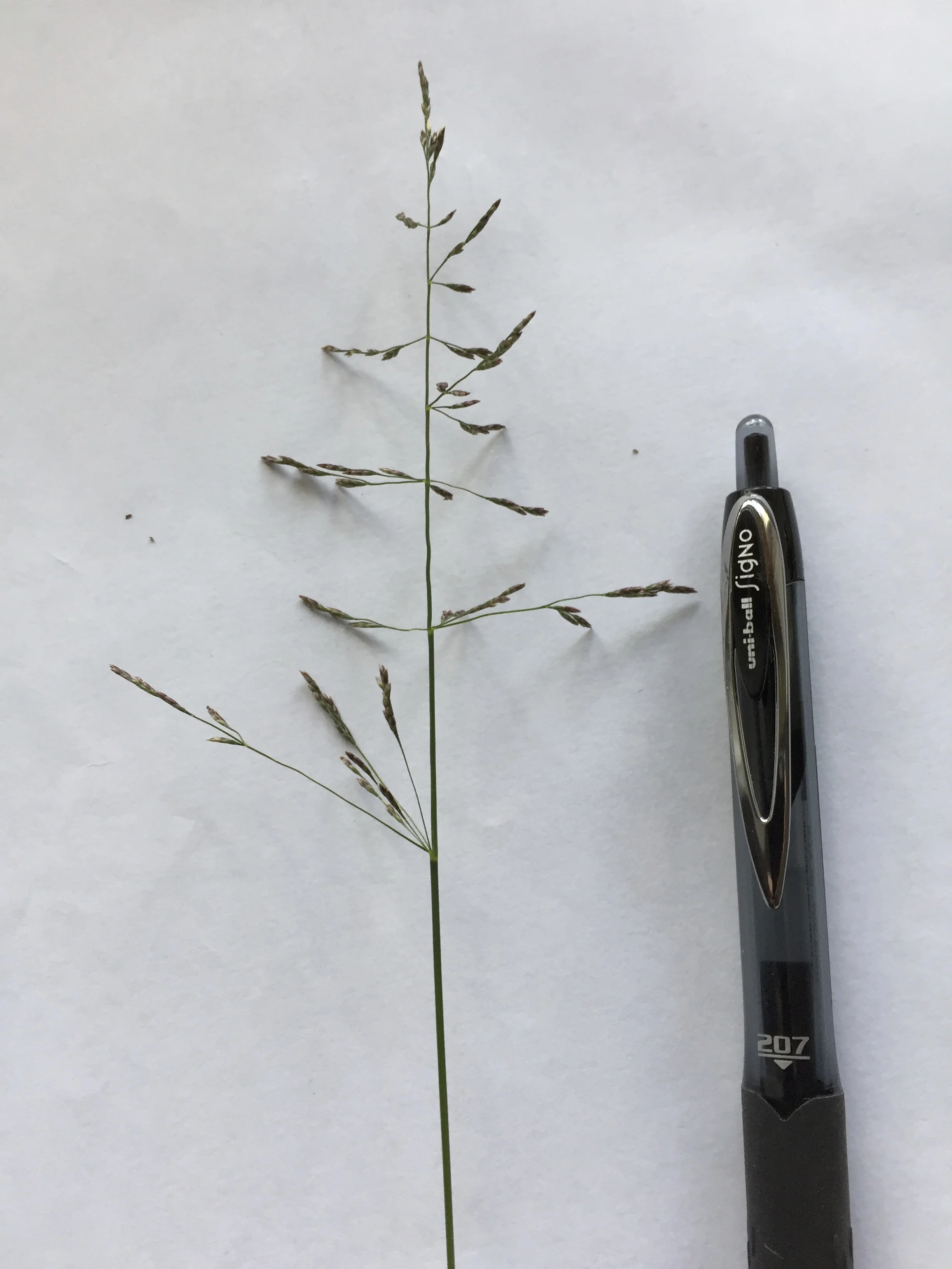   Puccinellia distans NS7448 3Aug2017 MP  