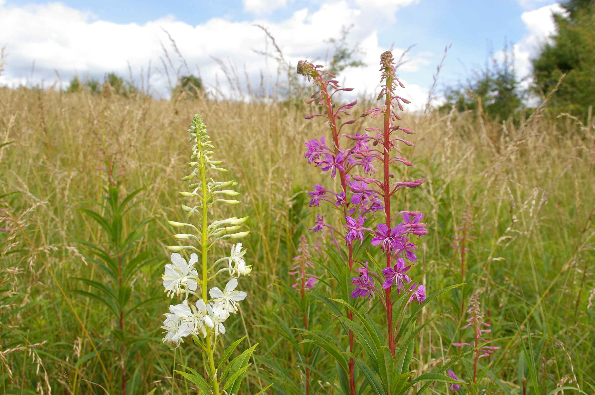  White varieties can occur.   NS7555 31Jul2012 MJP  