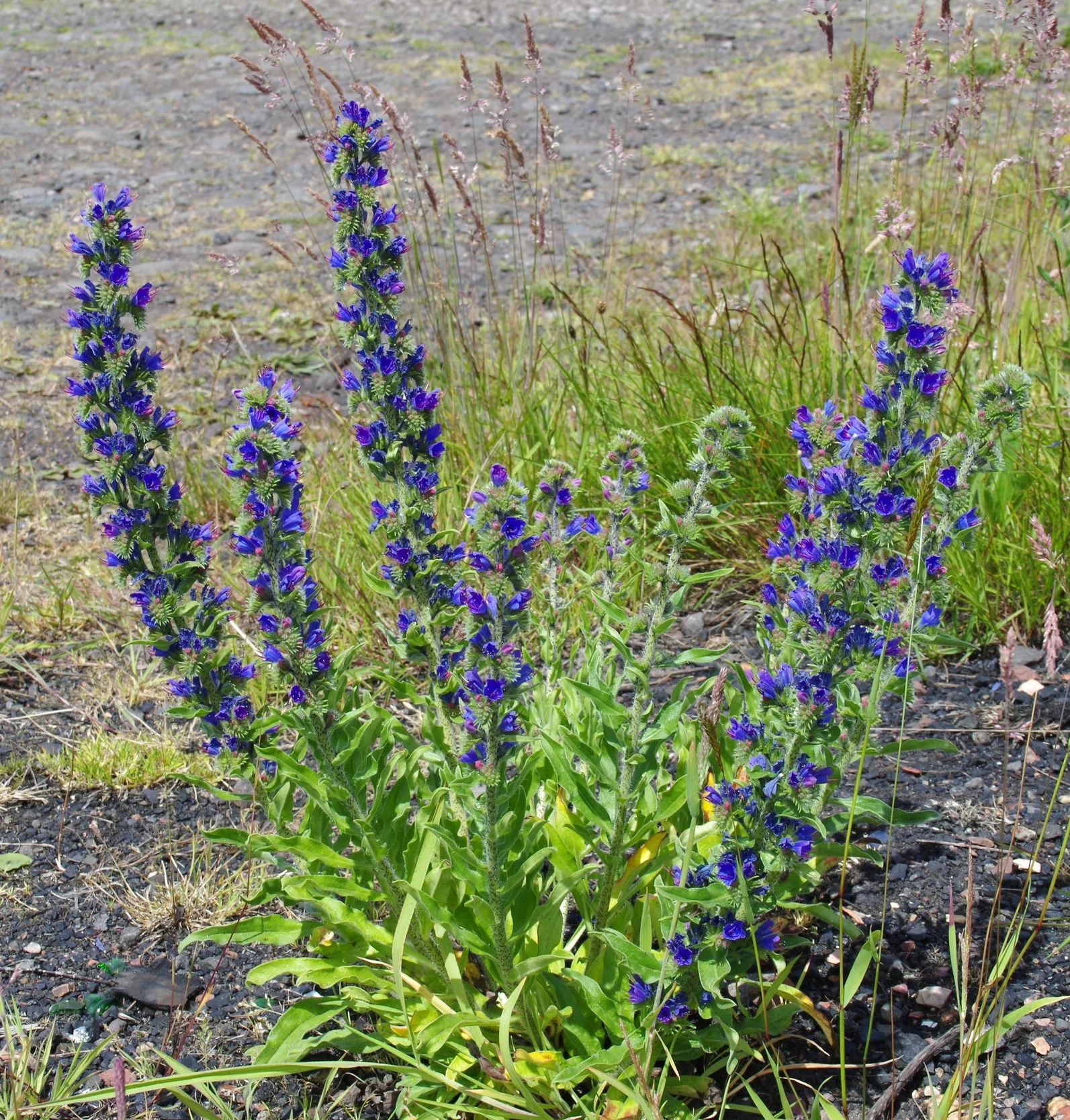  NS8556 28Jun2014 MJP 