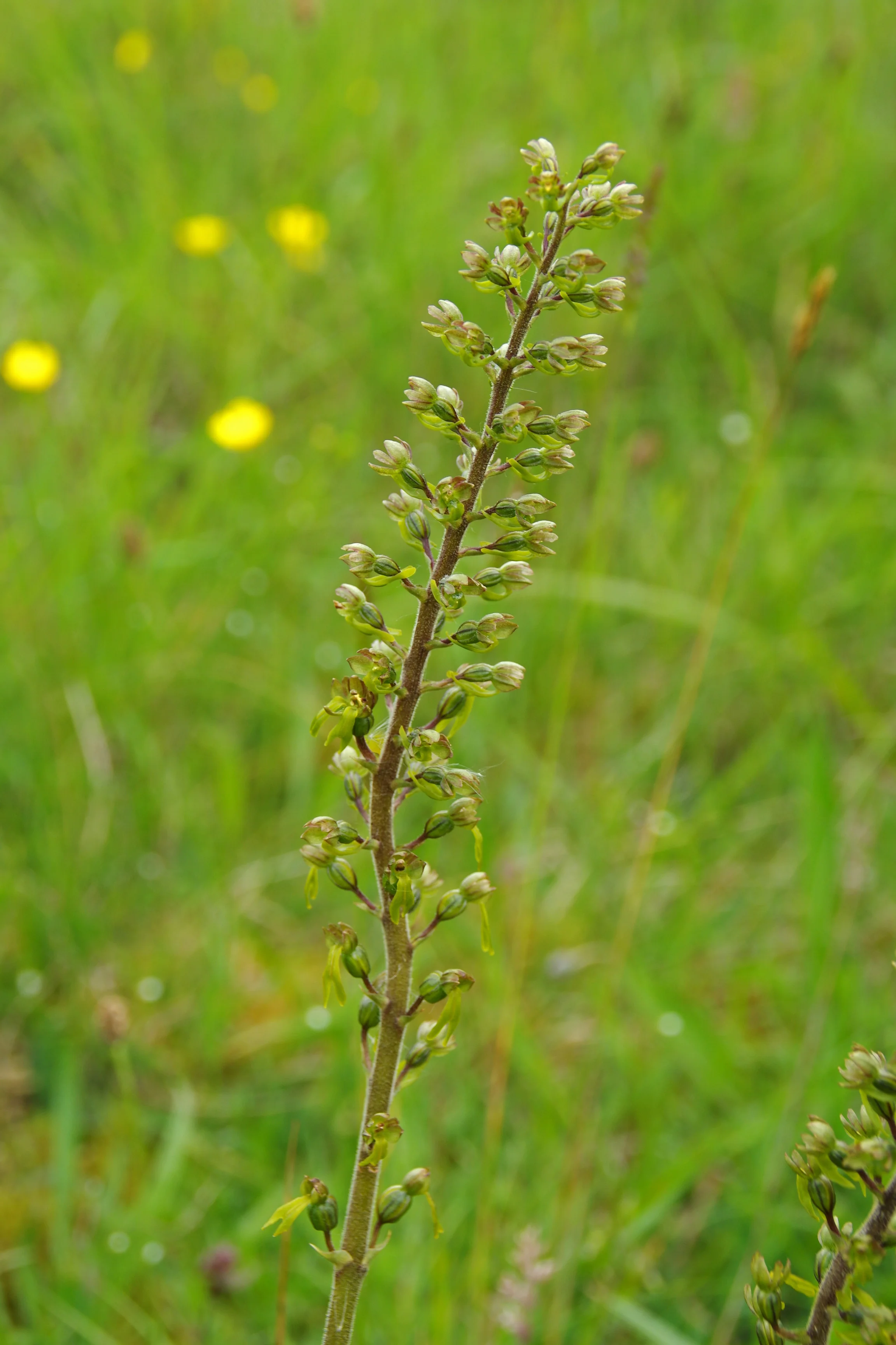   Neottia ovata NS8556 28Jun2014 MJP  