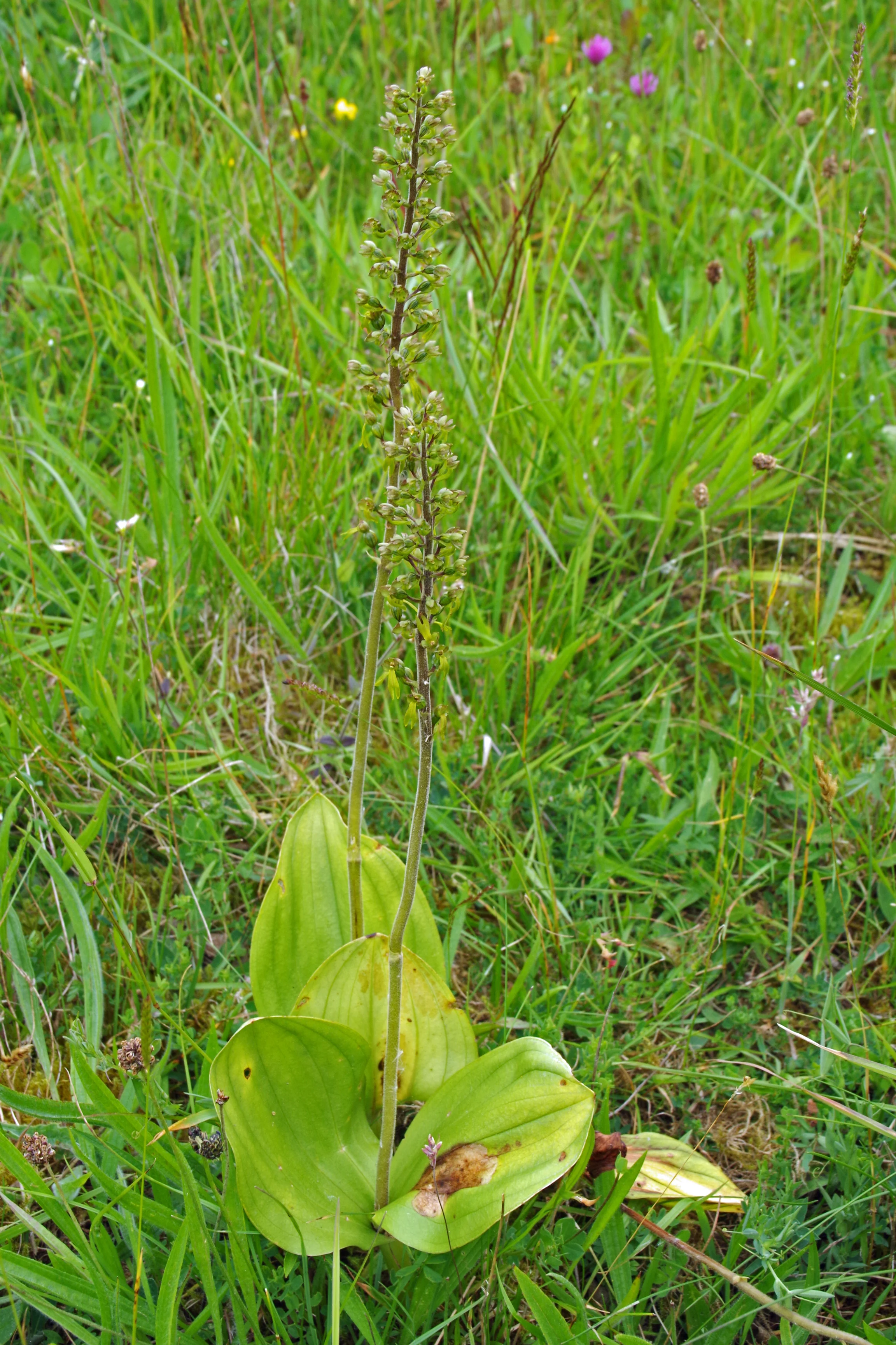   Neottia ovata   NS8556 28Jun2014 MJP   
