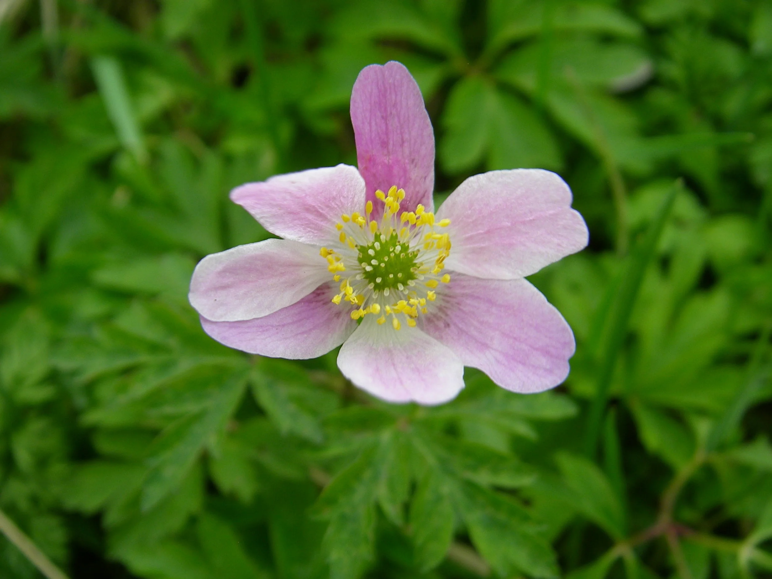  They can be as deep a pink as this,   Anemone nemorosa NS7042 05May2014 MJP  