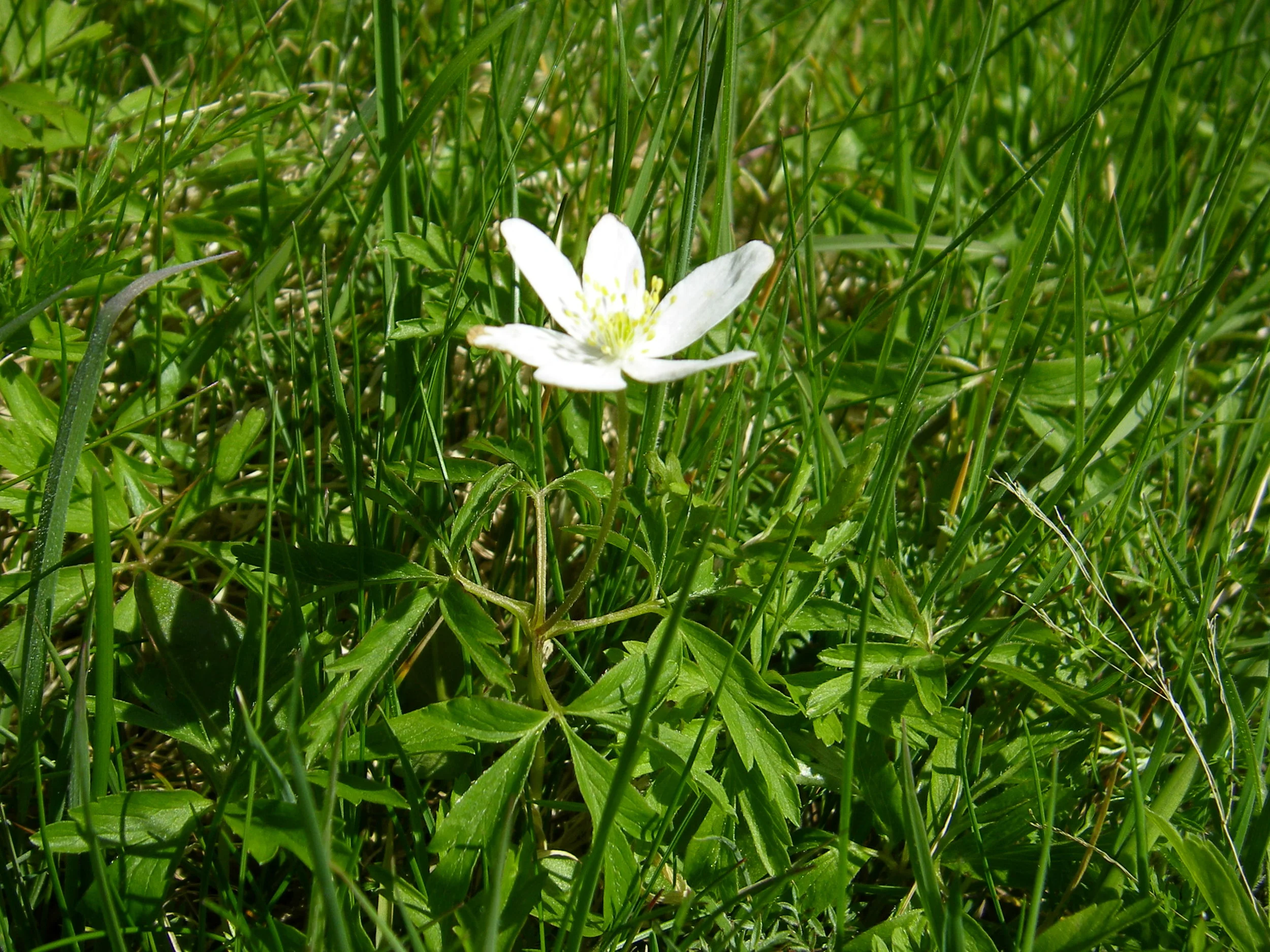   Anemone nemorosa NS7042 17May2013 MJP  