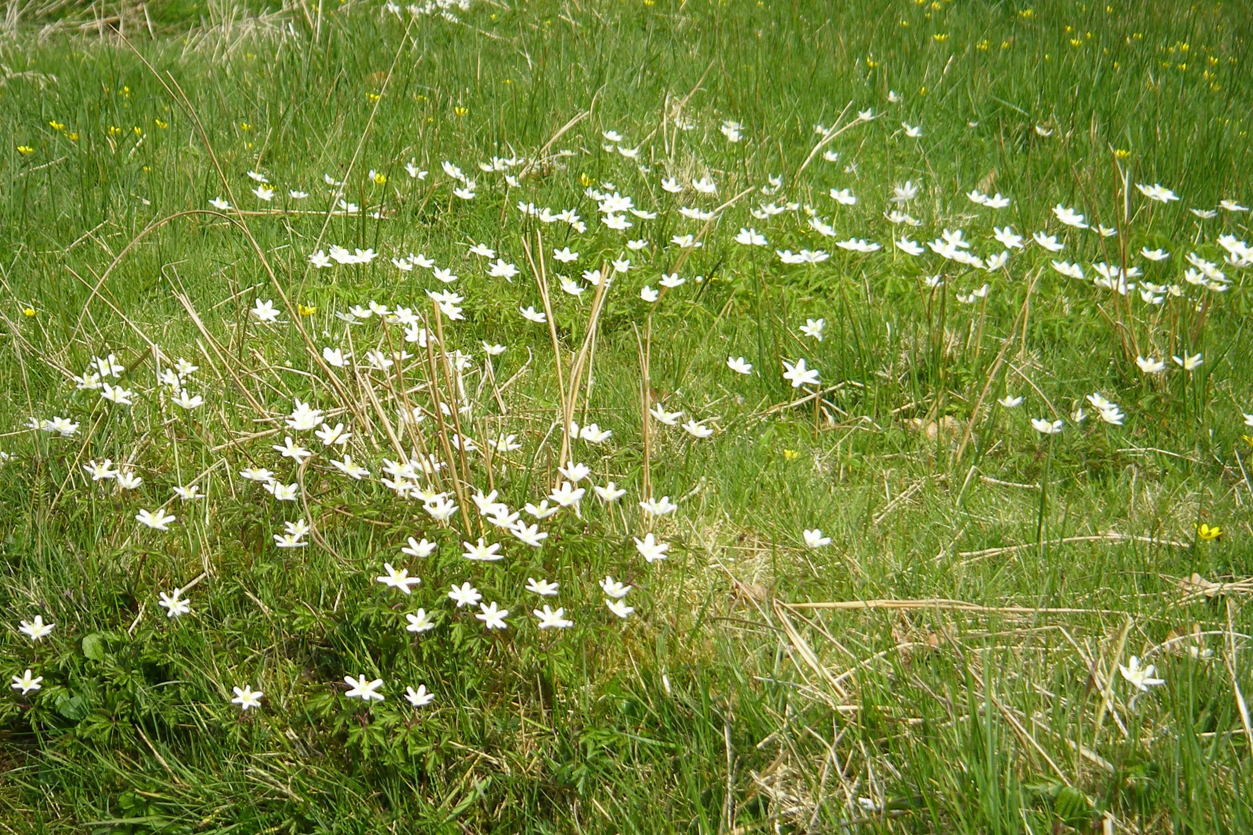   Anemone nemorosa NS7042 20Apr2009 MJP  